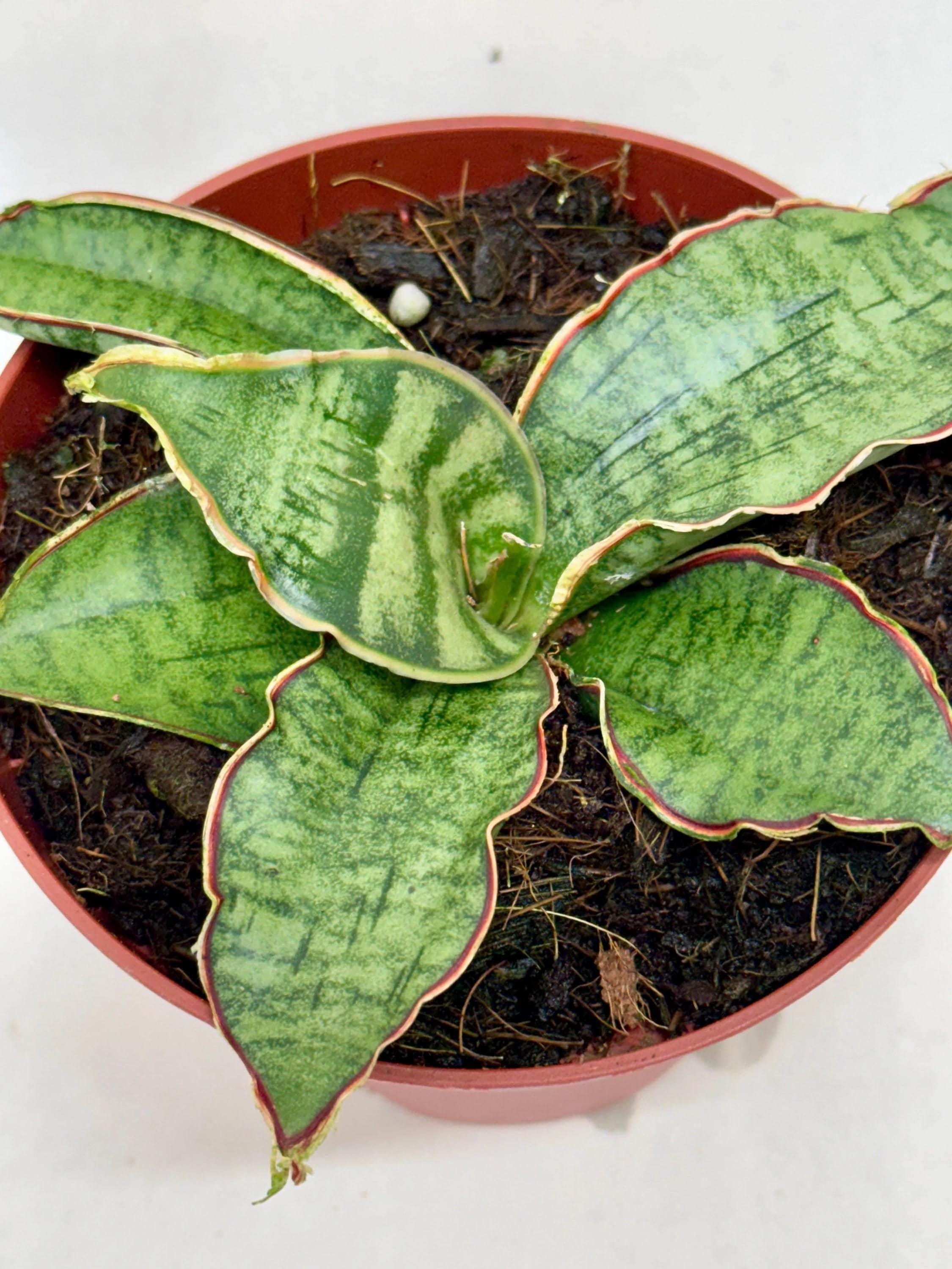 Snake Plant 'Silver Blue'