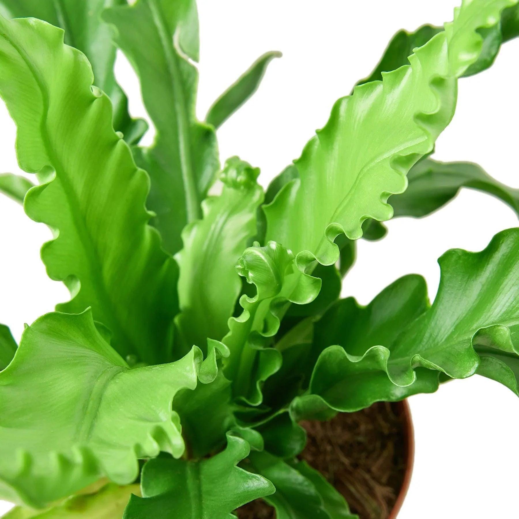 Bird's Nest 'Victoria' Fern Indoor Plants 4" Pot Austin Jungle Co.