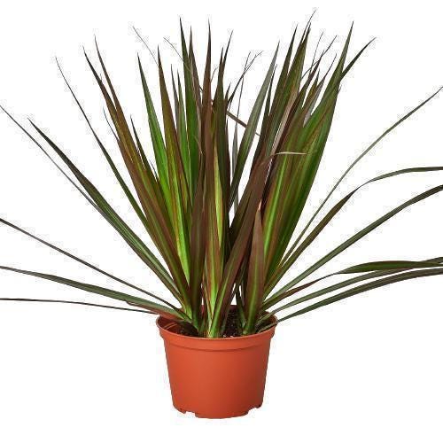Dracaena 'Marginata Magenta' 4" Pot Austin Jungle Co.