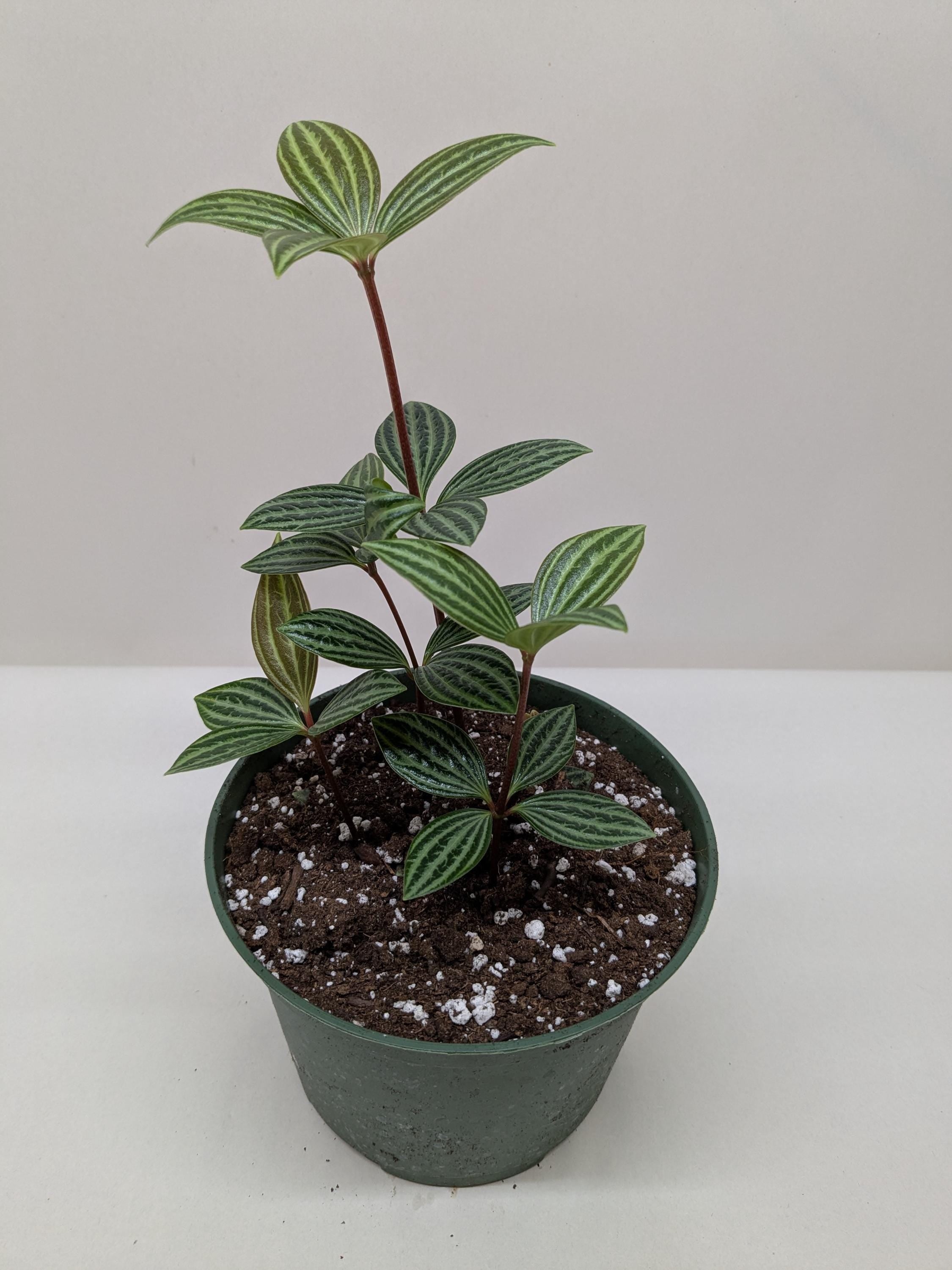 Peperomia 'Parallel' 3" Pot Austin Jungle Co.