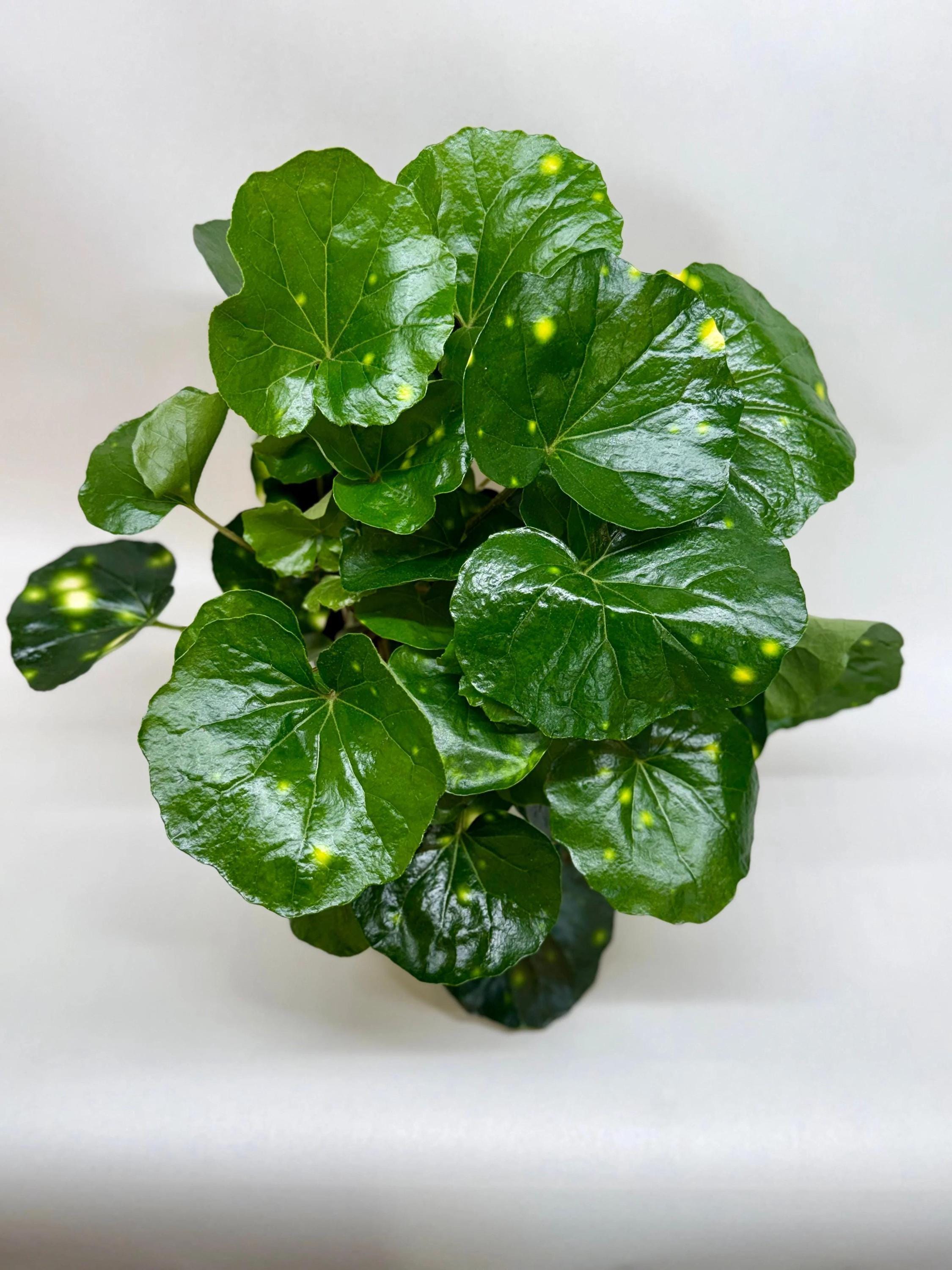 Farfugium Firefly Indoor Plants 4" Pot Austin Jungle Co.