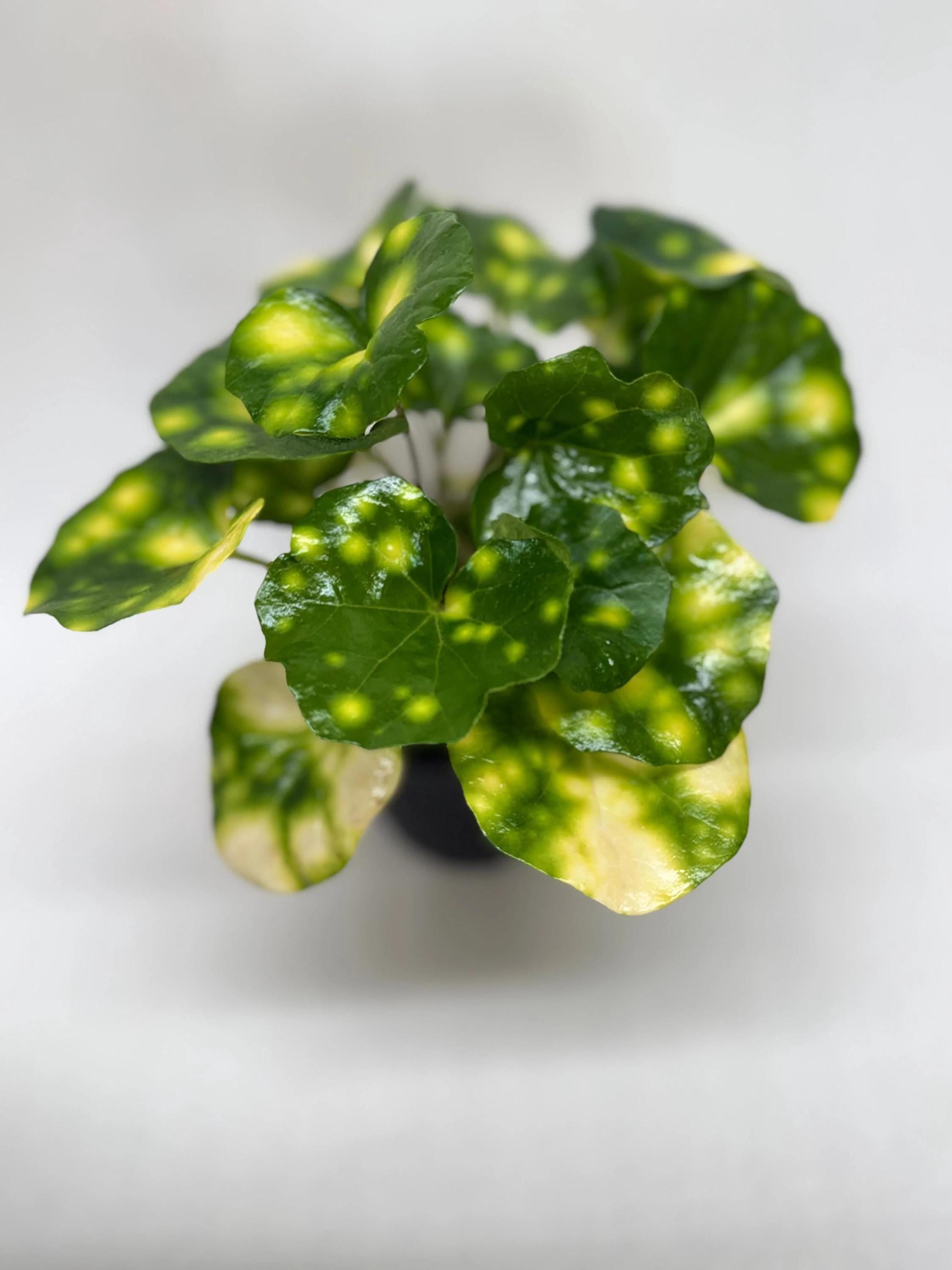 Farfugium Firefly Indoor Plants 4" Pot Austin Jungle Co.