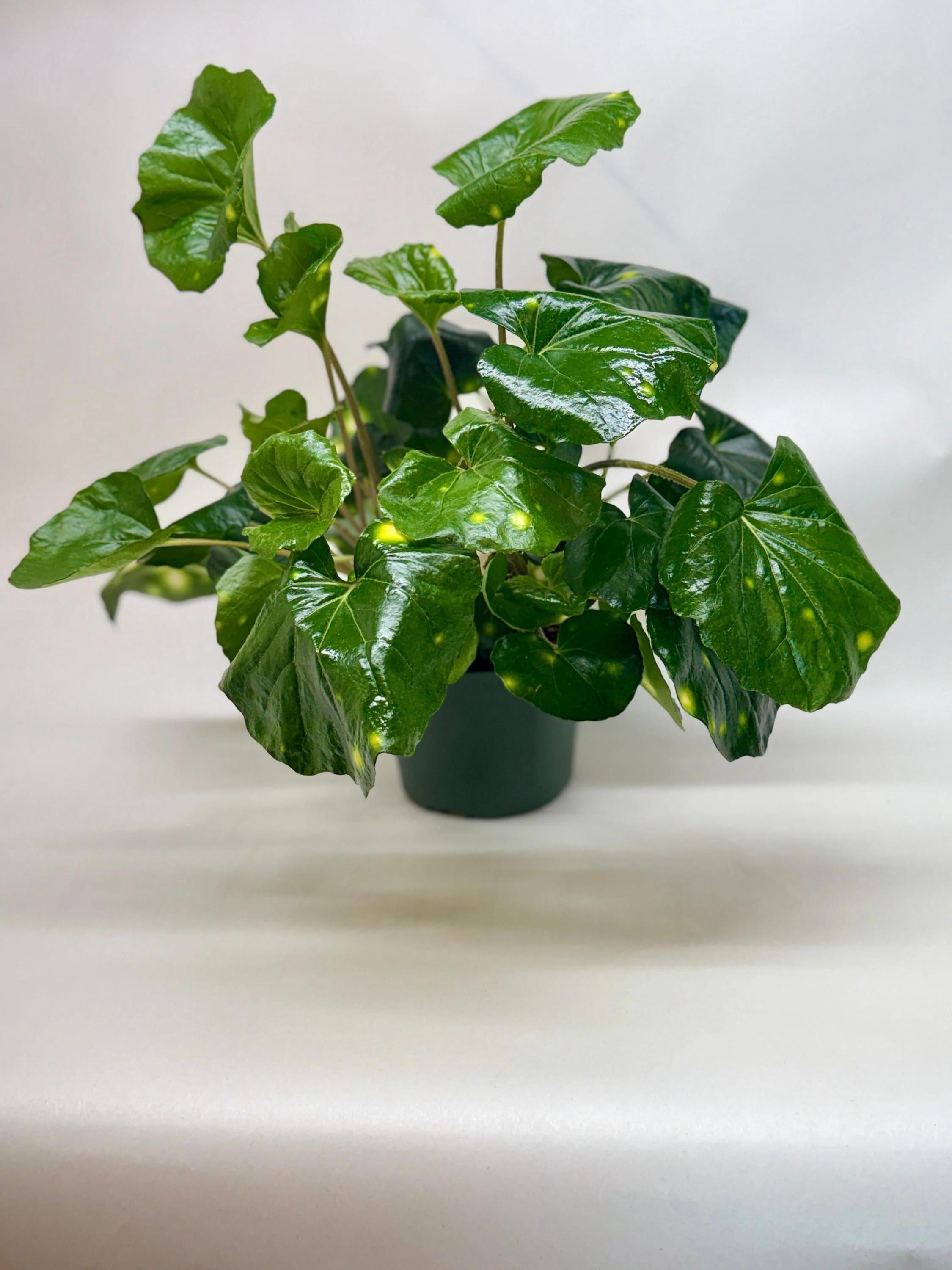 Farfugium Firefly Indoor Plants 4" Pot Austin Jungle Co.