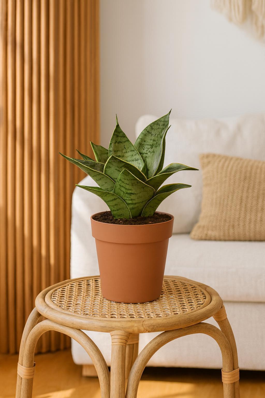 Snake Plant Starlight Indoor Plants 3" Pot Austin Jungle Co.