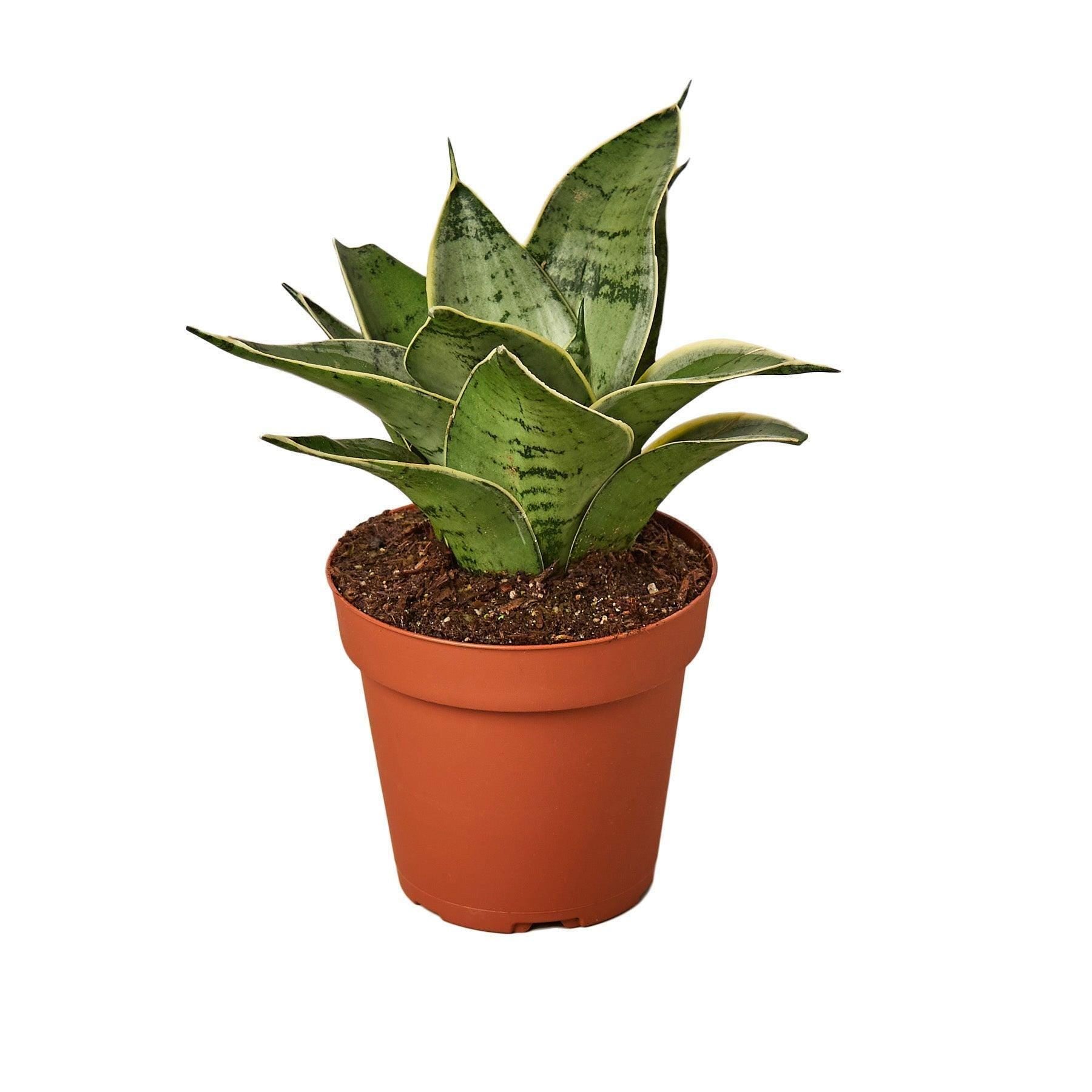 Snake Plant Starlight Indoor Plants 3" Pot Austin Jungle Co.