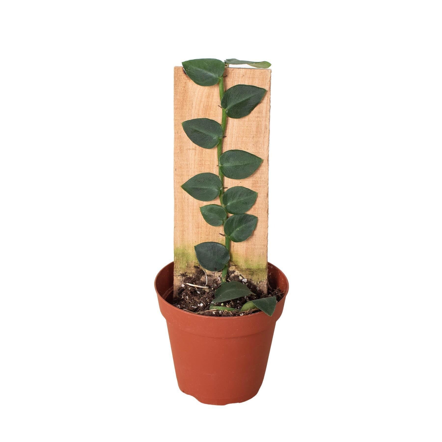 Rhaphidophora 'Hayi' (Shingle Plant) Indoor Plants 4" Pot Austin Jungle Co.