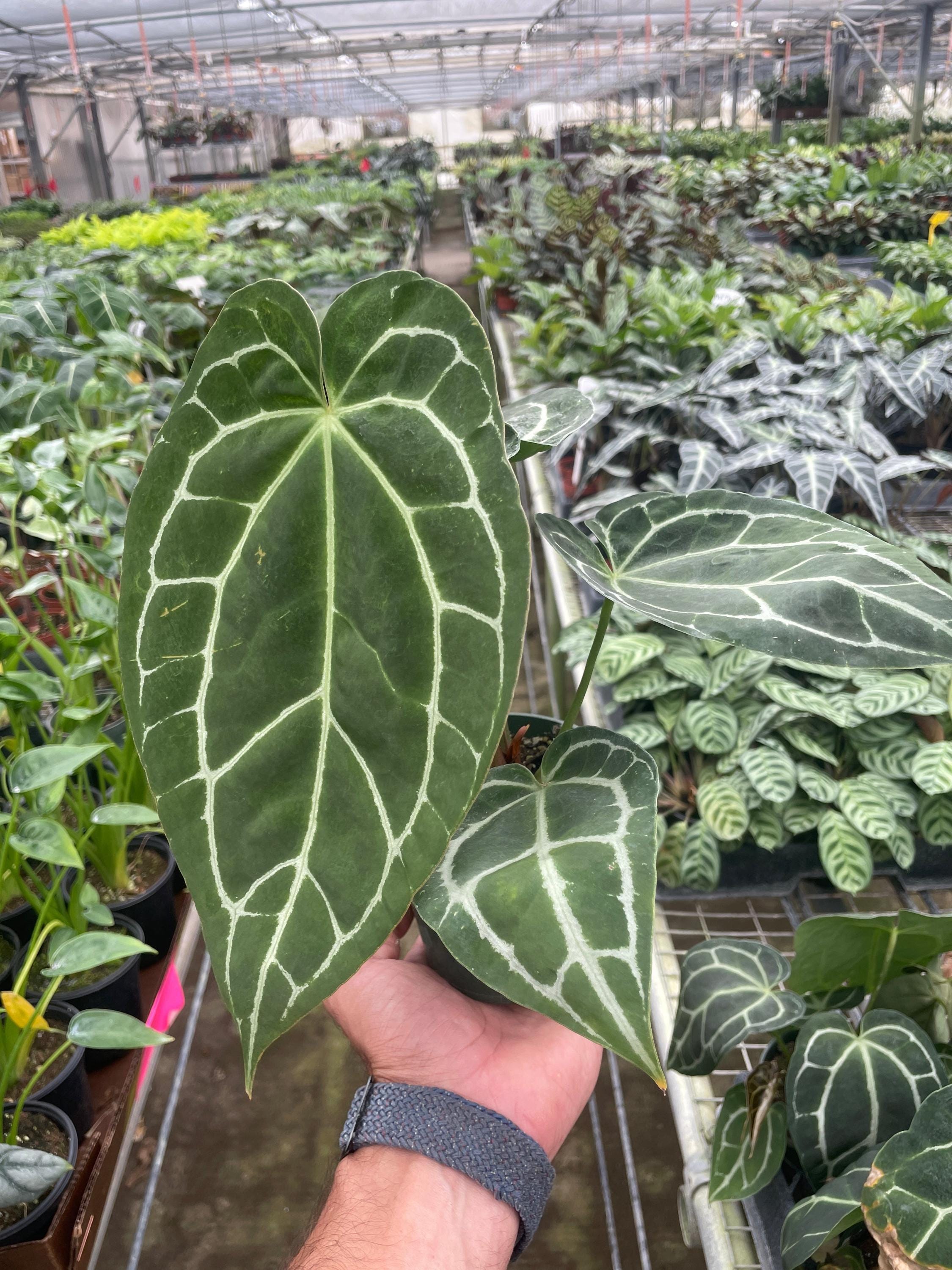 Anthurium Crystallinum Indoor Plants 2" Pot Austin Jungle Co.