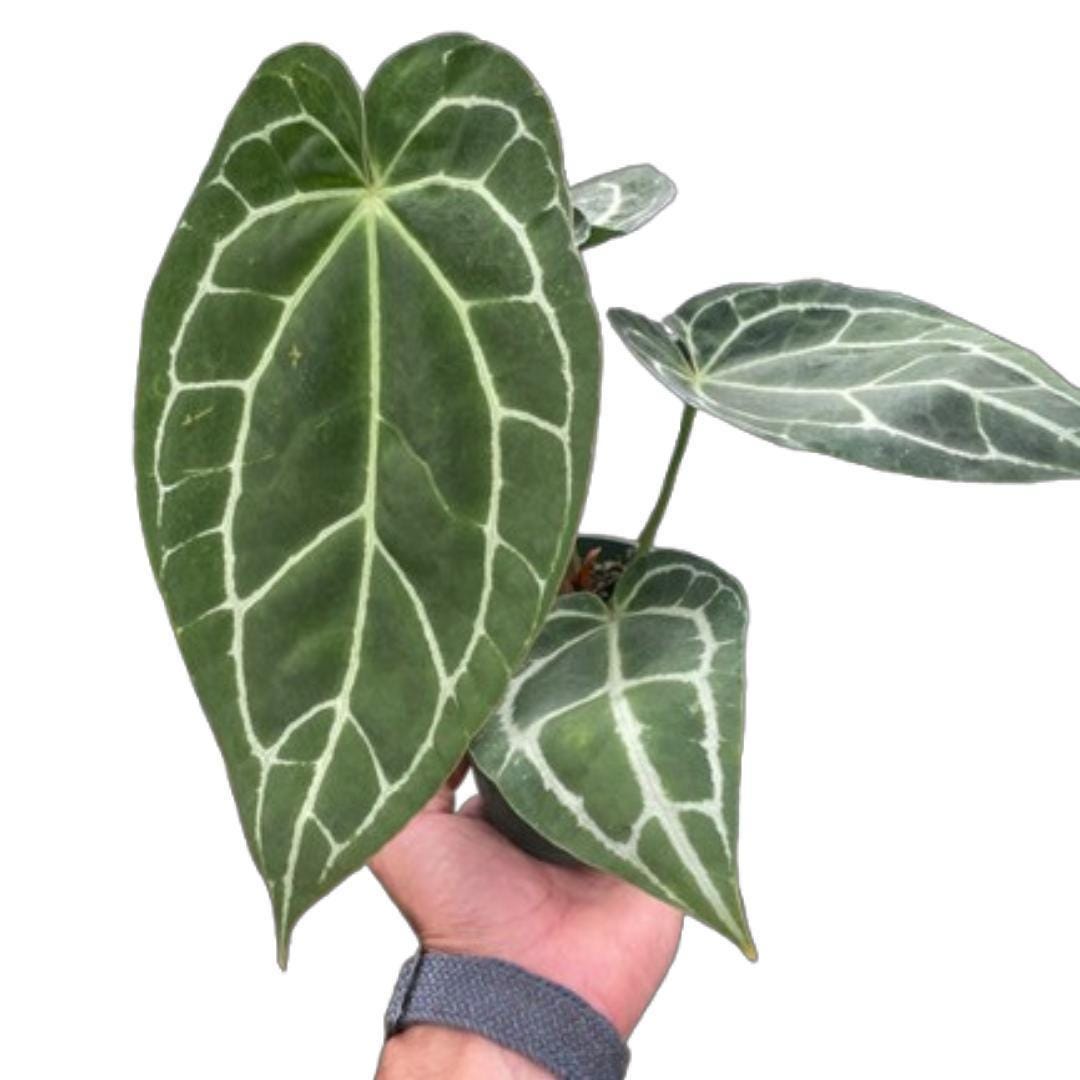 Anthurium Crystallinum Indoor Plants 2" Pot Austin Jungle Co.