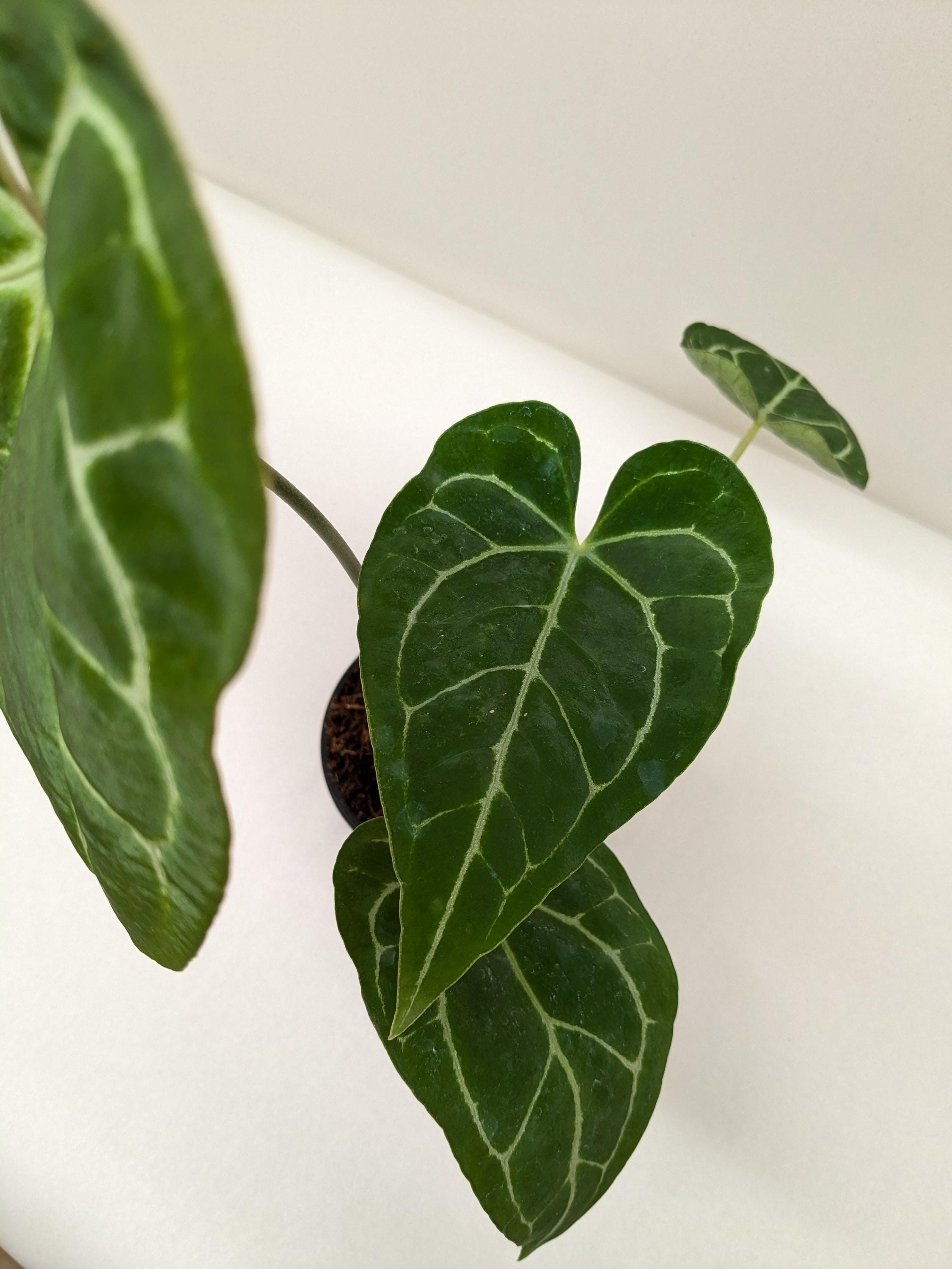 Anthurium Crystallinum Indoor Plants 2" Pot Austin Jungle Co.