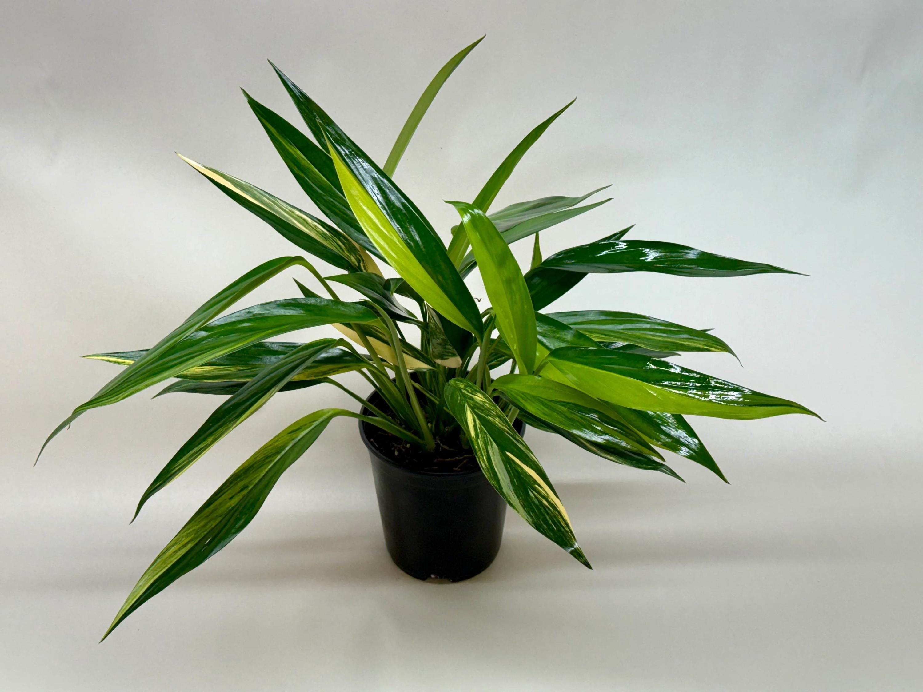 Pothos 'Silver Streak Variegated' 6" Pot Austin Jungle Co.