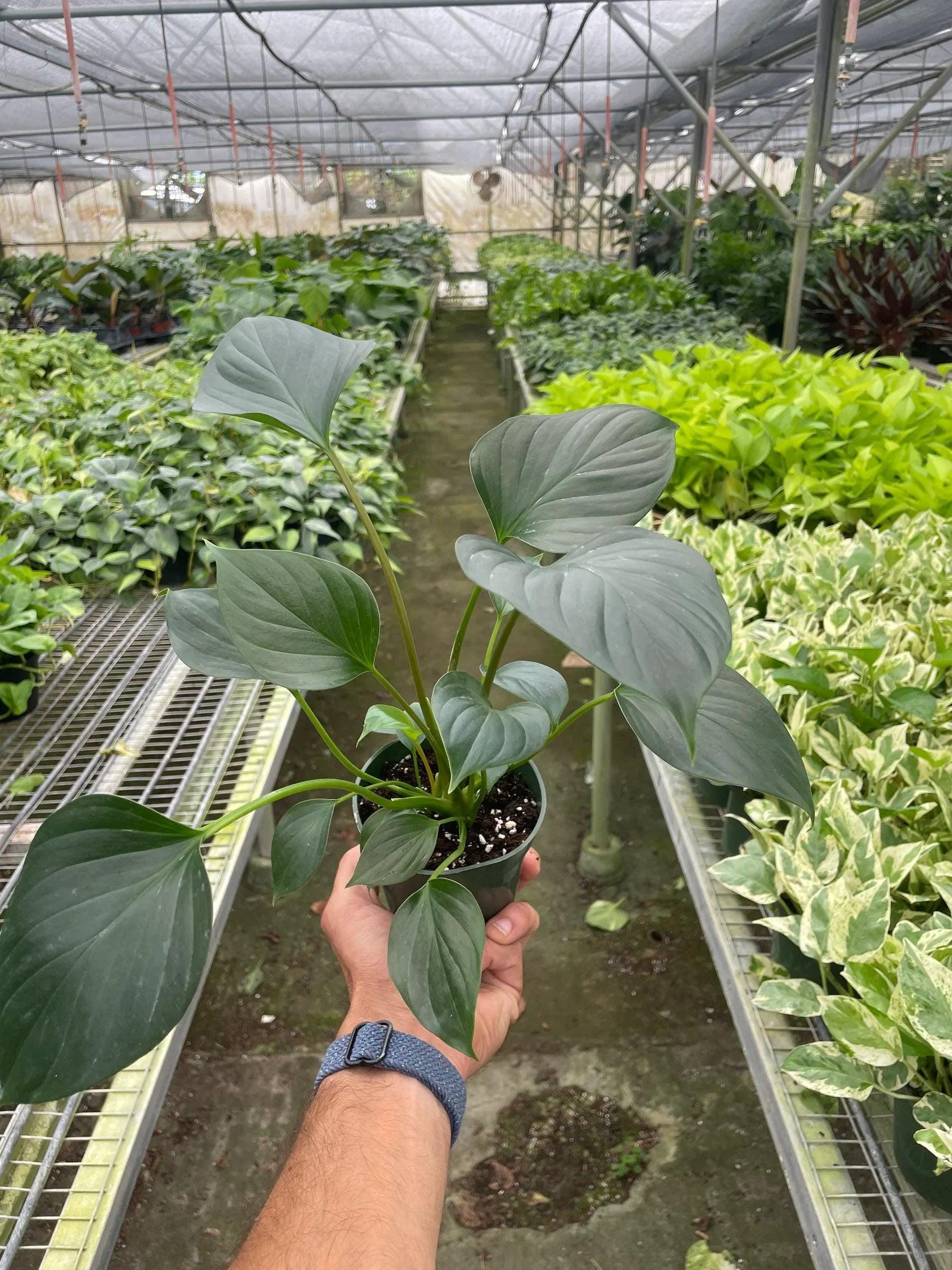 Homalomena 'Emerald Gem' Indoor Plants 4" Pot Austin Jungle Co.