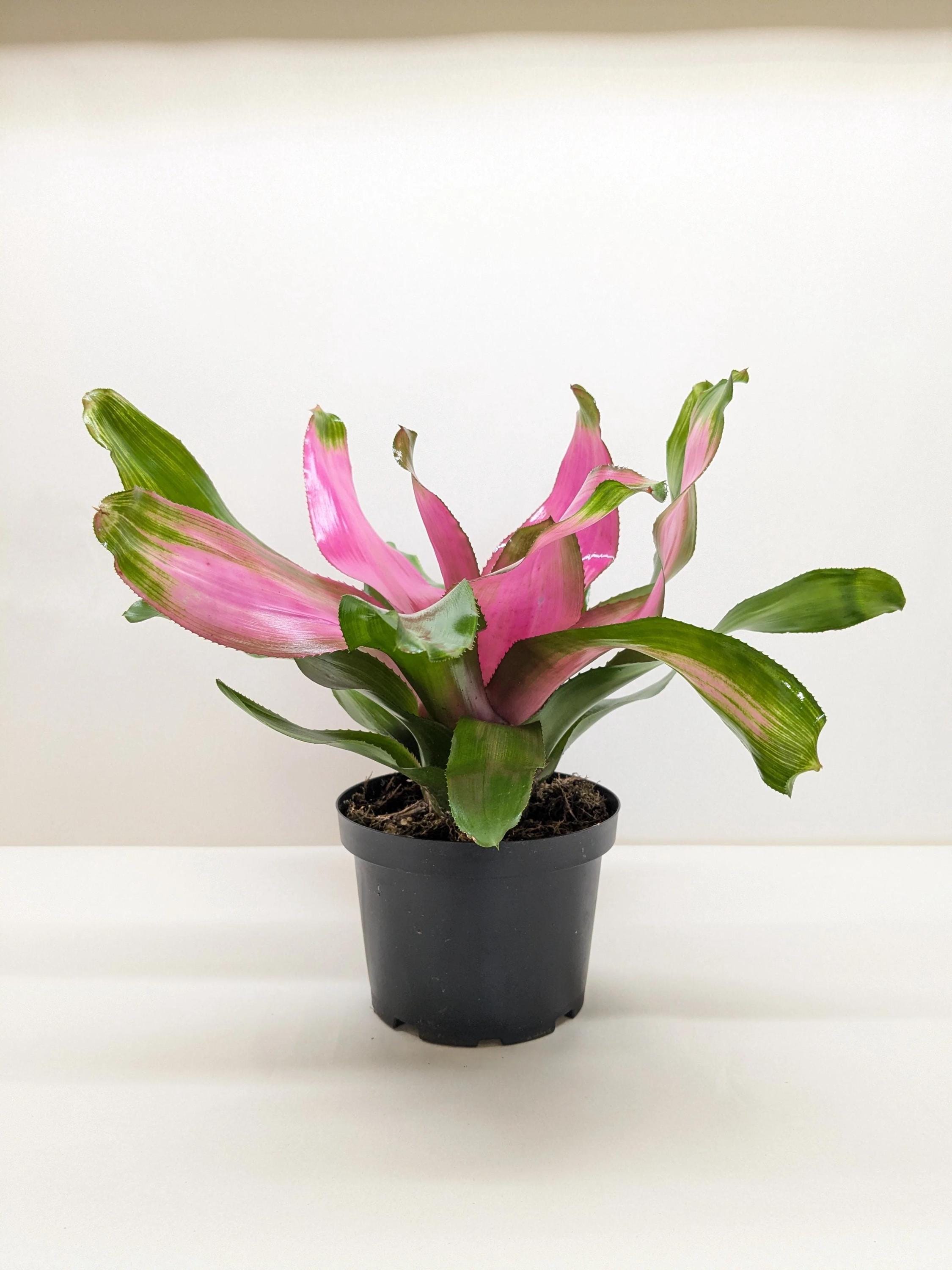 Bromeliad 'Donna' 6" Pot Austin Jungle Co.
