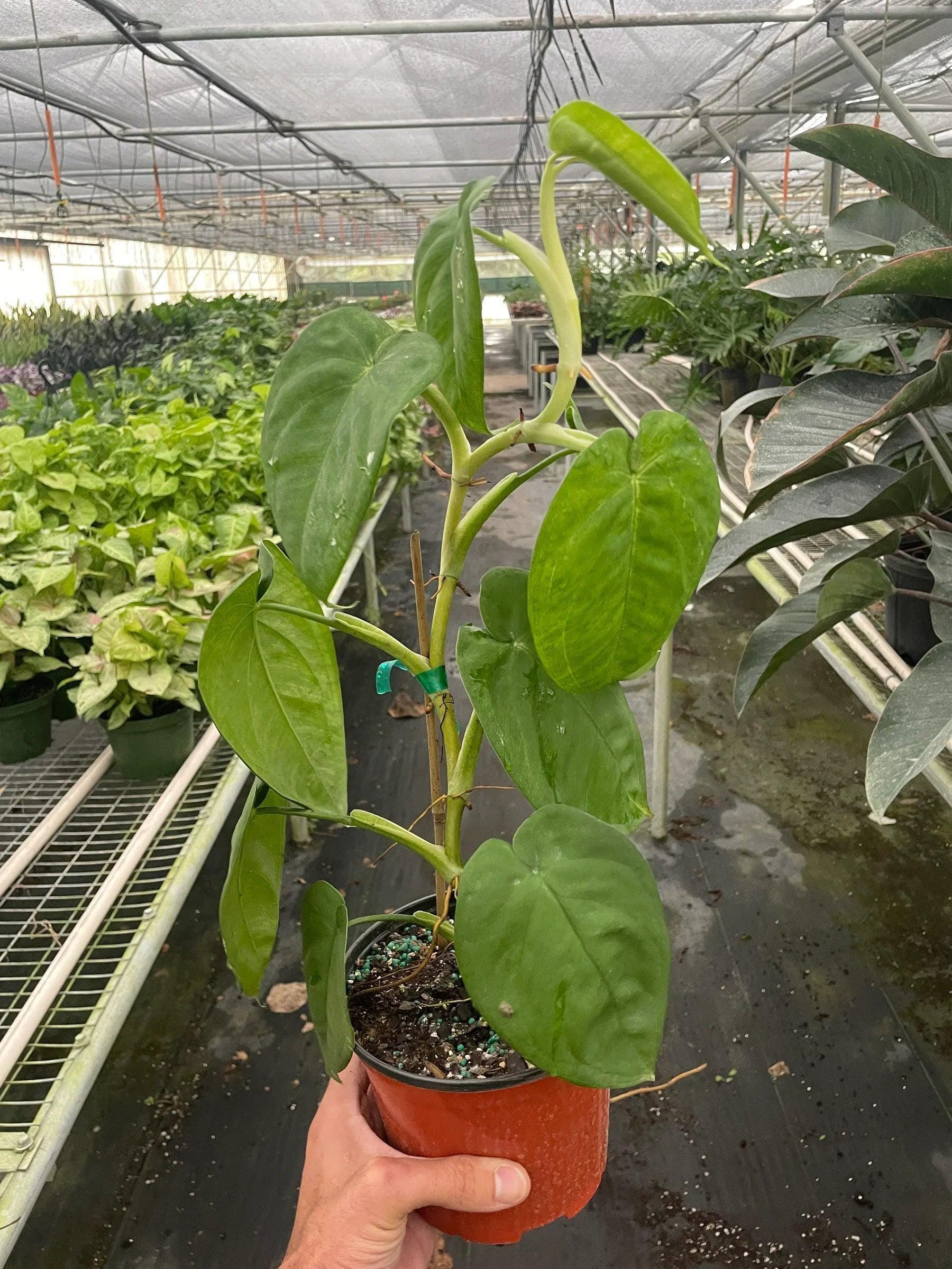 Syngonium 'Ice Frost' Indoor Plants 4" Pot Austin Jungle Co.