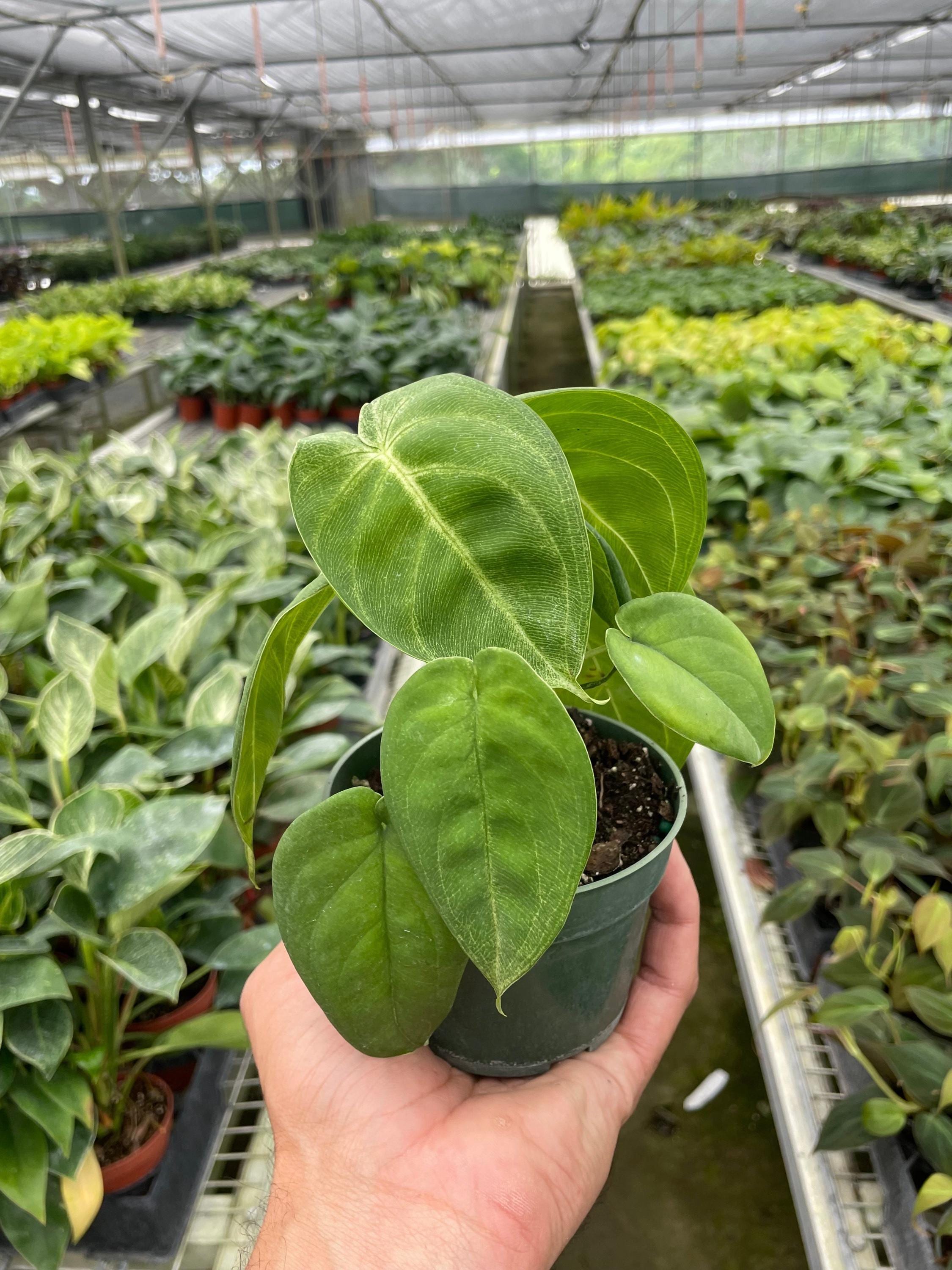 Syngonium 'Ice Frost' Indoor Plants 4" Pot Austin Jungle Co.