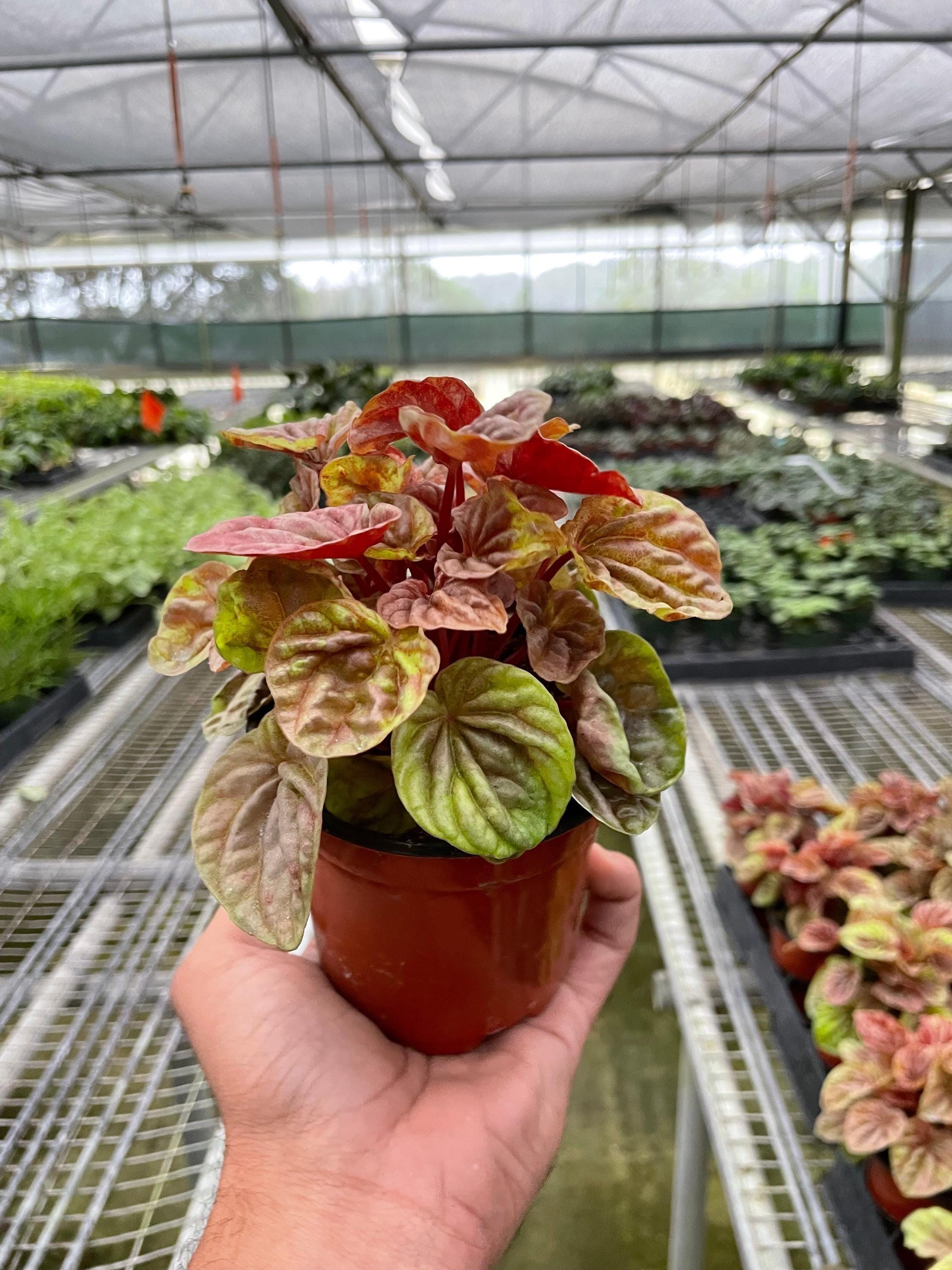Peperomia 'Quito' 4" Plant (1) ($4) 4" Pot Austin Jungle Co.