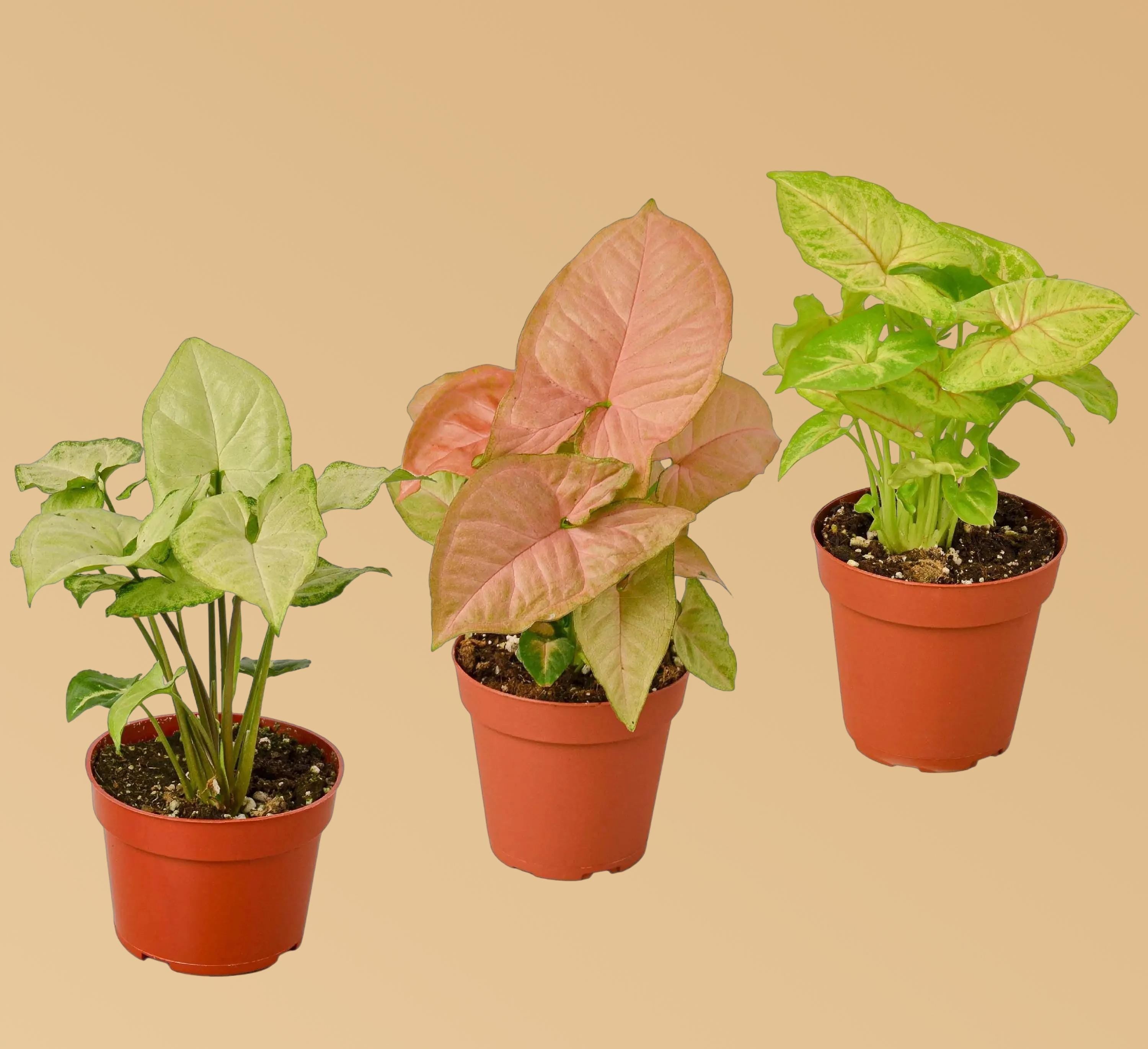 3 Different Syngonium Plants - Arrowhead Plants / 4" Pot 4" Plant (3pk/$2) ($13 Ship/47oz) 4" Pot Austin Jungle Co.