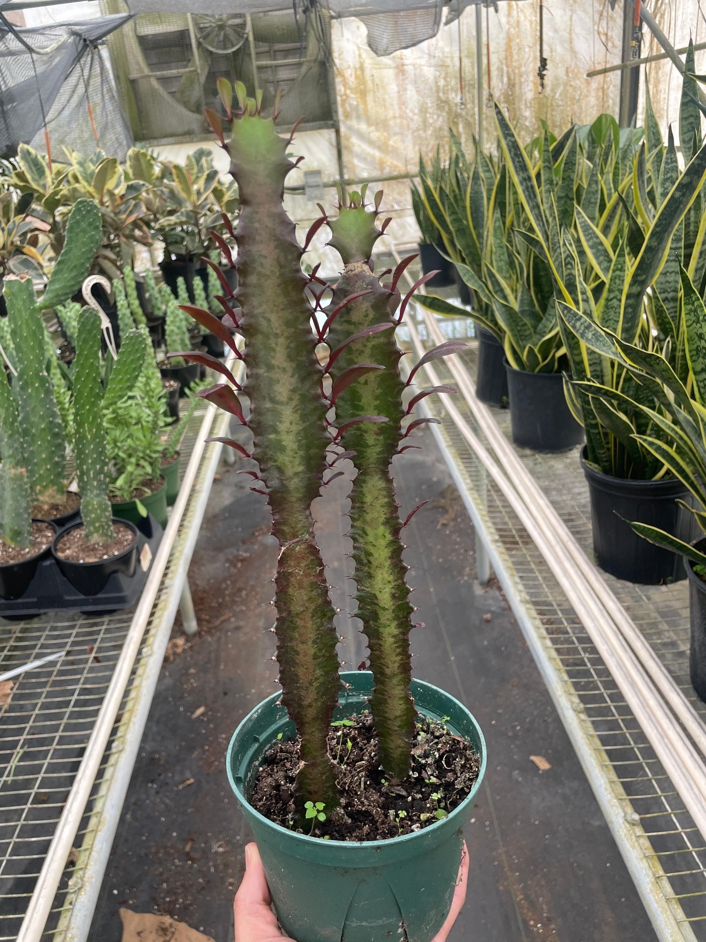 Succulent Euphorbia 'Trigona Rubra' Succulent 2" Pot Austin Jungle Co.