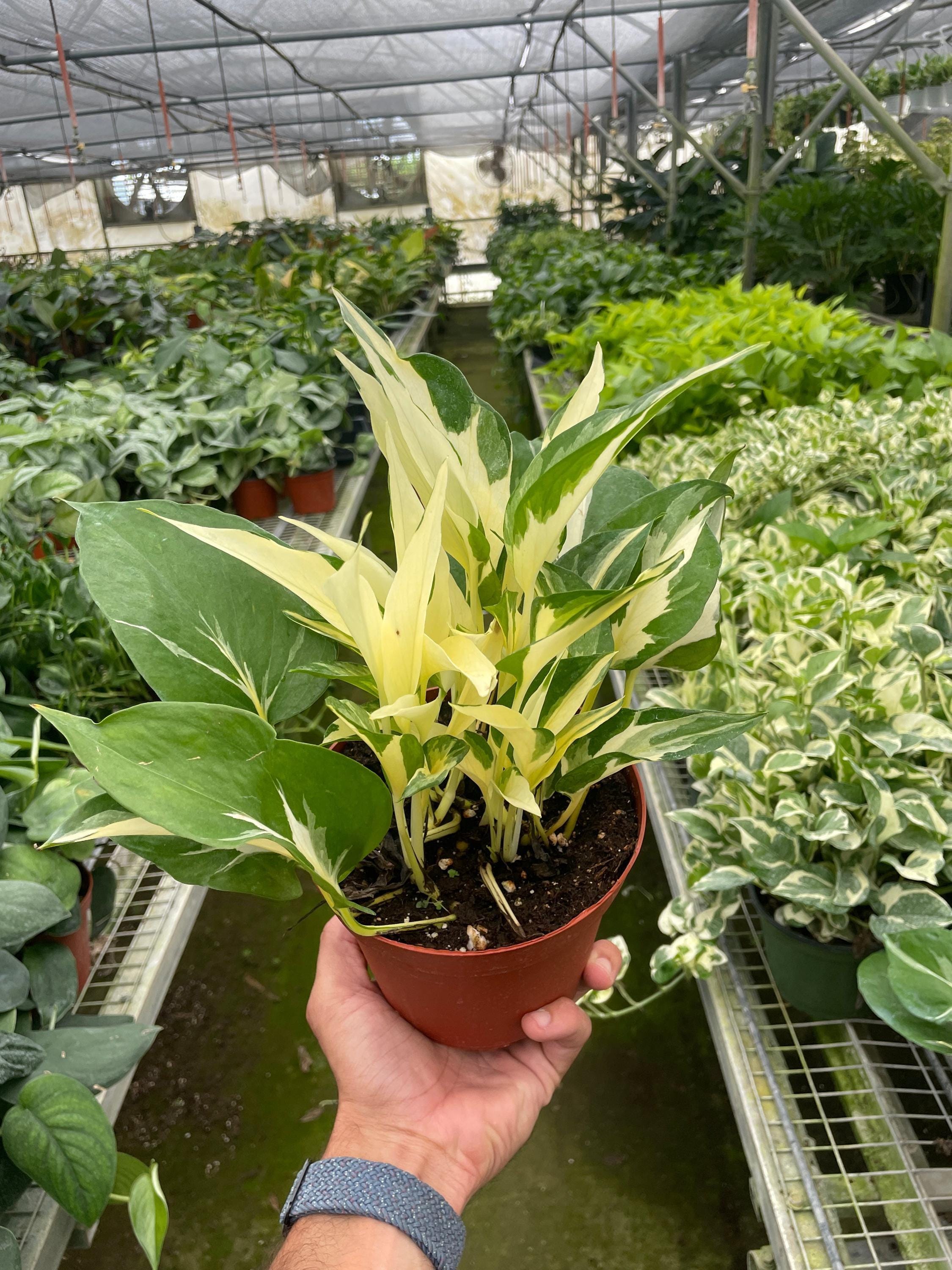 Pothos 'Mutant Manjula' 3" Pot Austin Jungle Co.