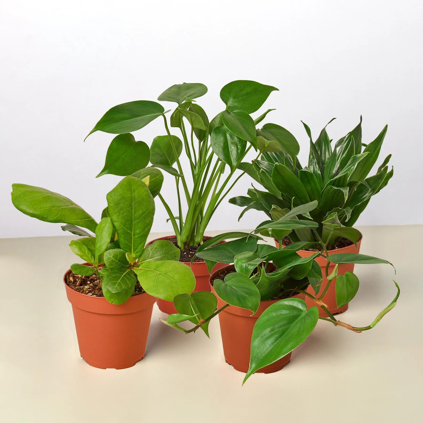 Best Selling Bundle Bundle 3" Bundle Austin Jungle Co.
