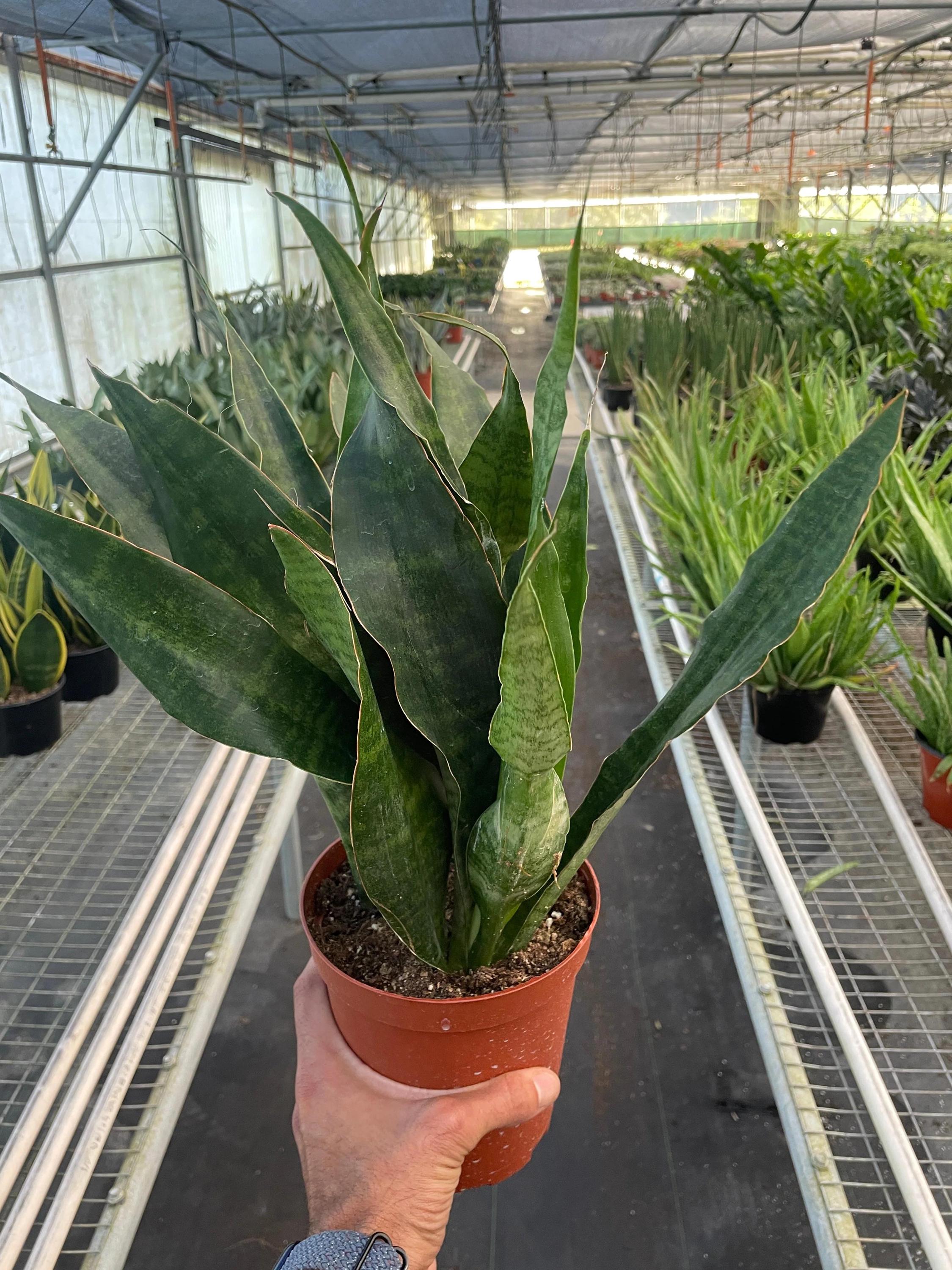 Snake Plant 'Jaboa' Indoor Plants 6" Pot Austin Jungle Co.