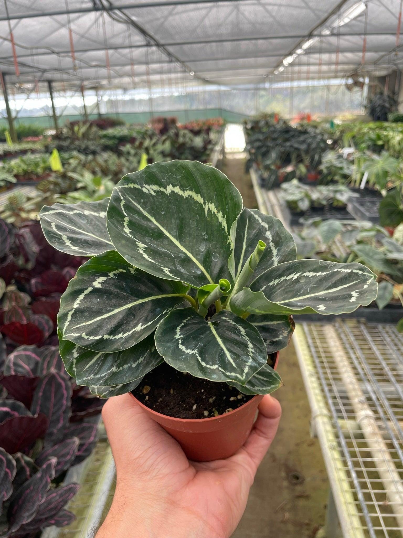 Calathea 'Green Goddess' 4" Plant 4" Pot Austin Jungle Co.