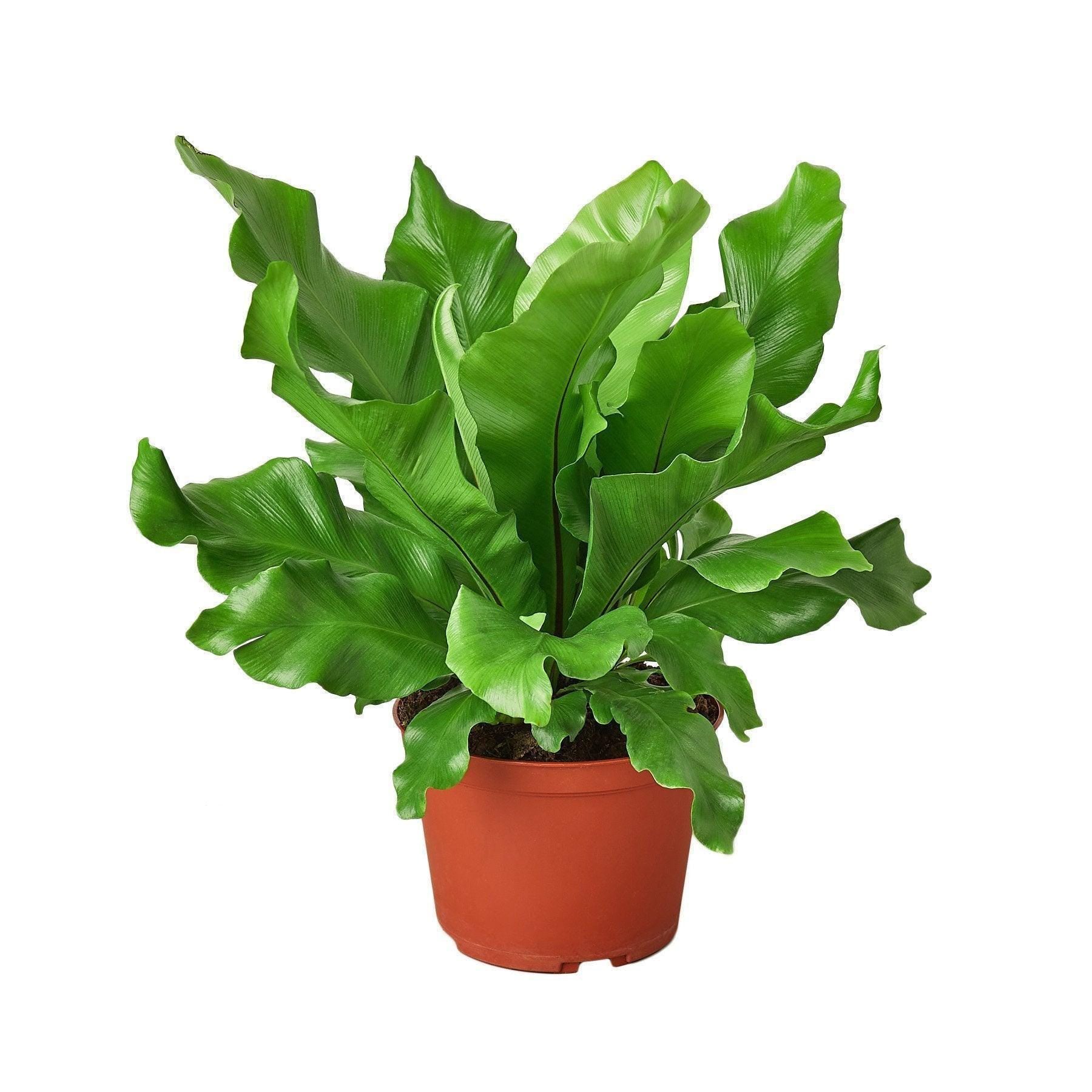 Bird's Nest 'Nidus' Fern Indoor Plants 4" Pot Austin Jungle Co.