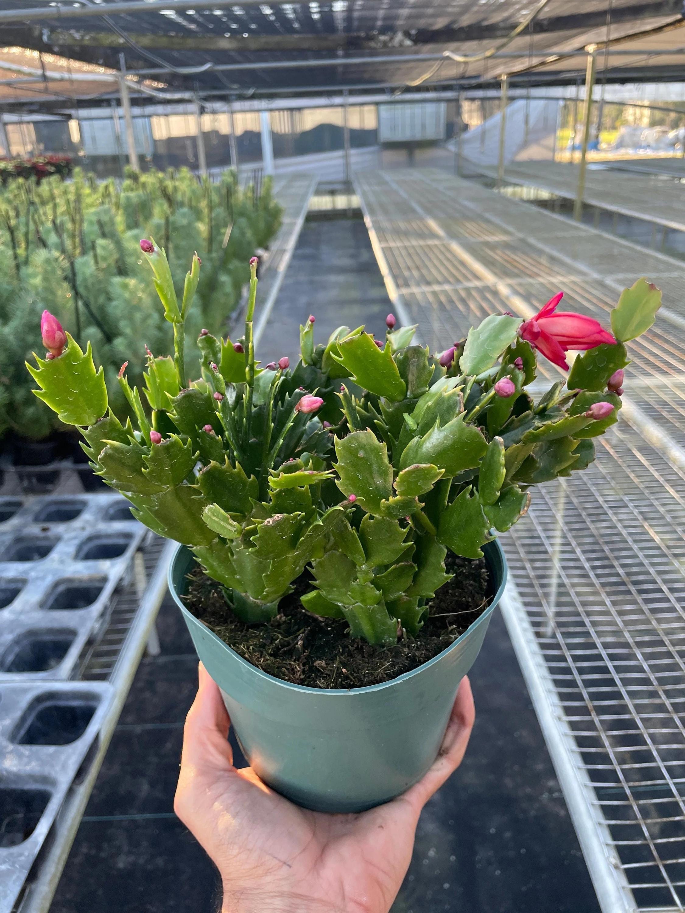 Zygocactus 'Christmas Cactus' 4" Pot / Red Austin Jungle Co.