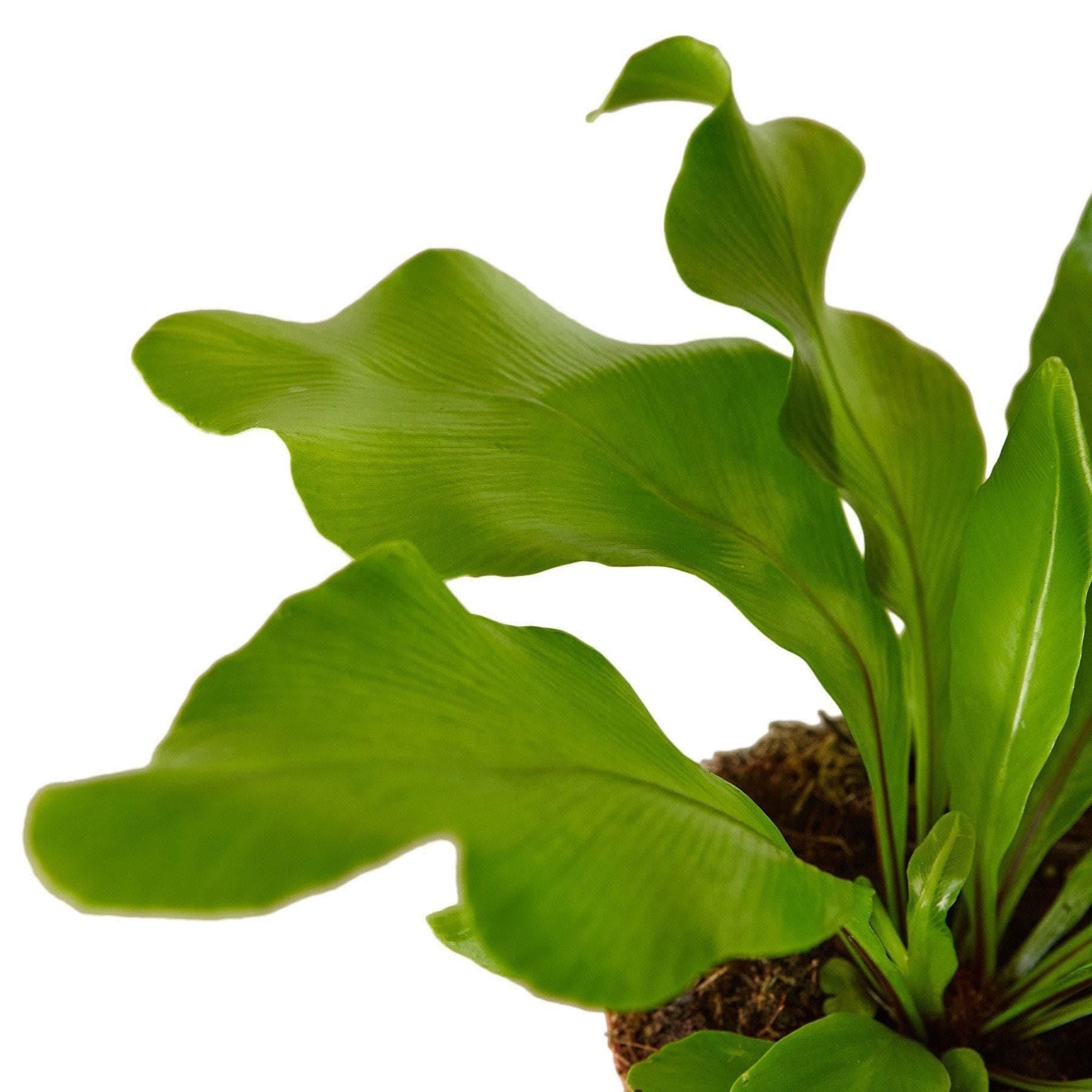 Bird's Nest 'Nidus' Fern Indoor Plants 4" Pot Austin Jungle Co.