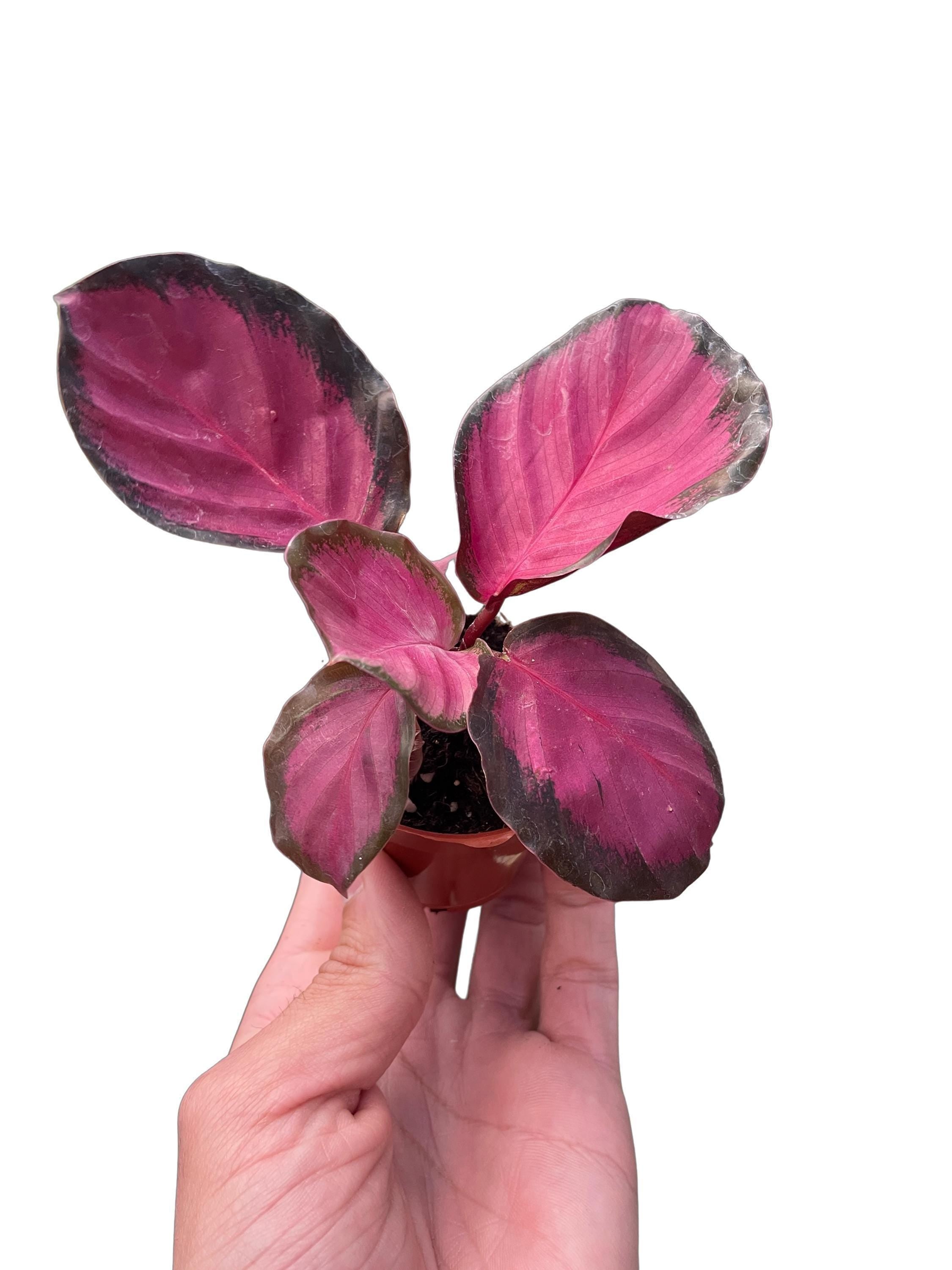 Calathea 'Purple Rose'