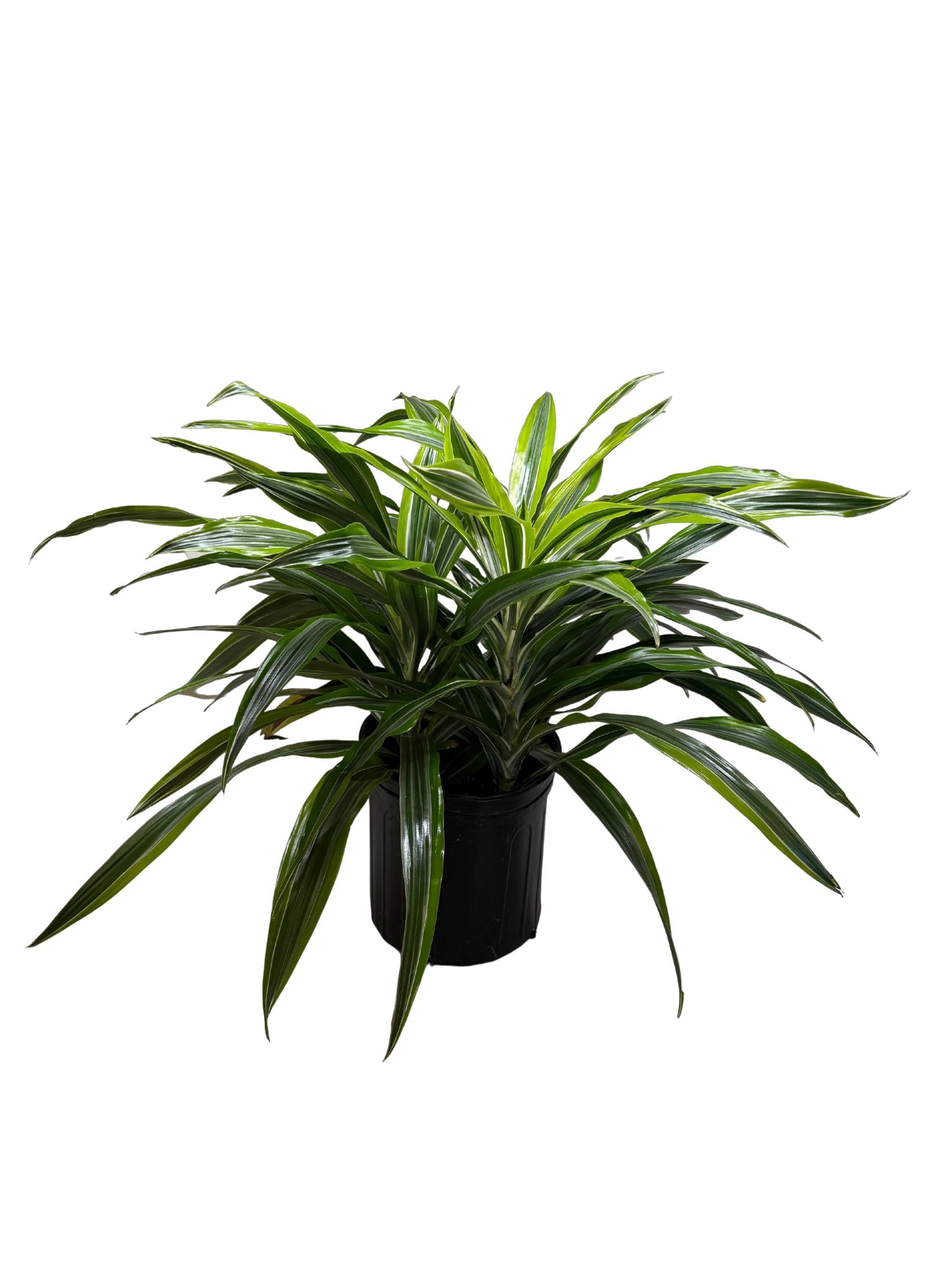 Dracaena 'Lemon Lime'