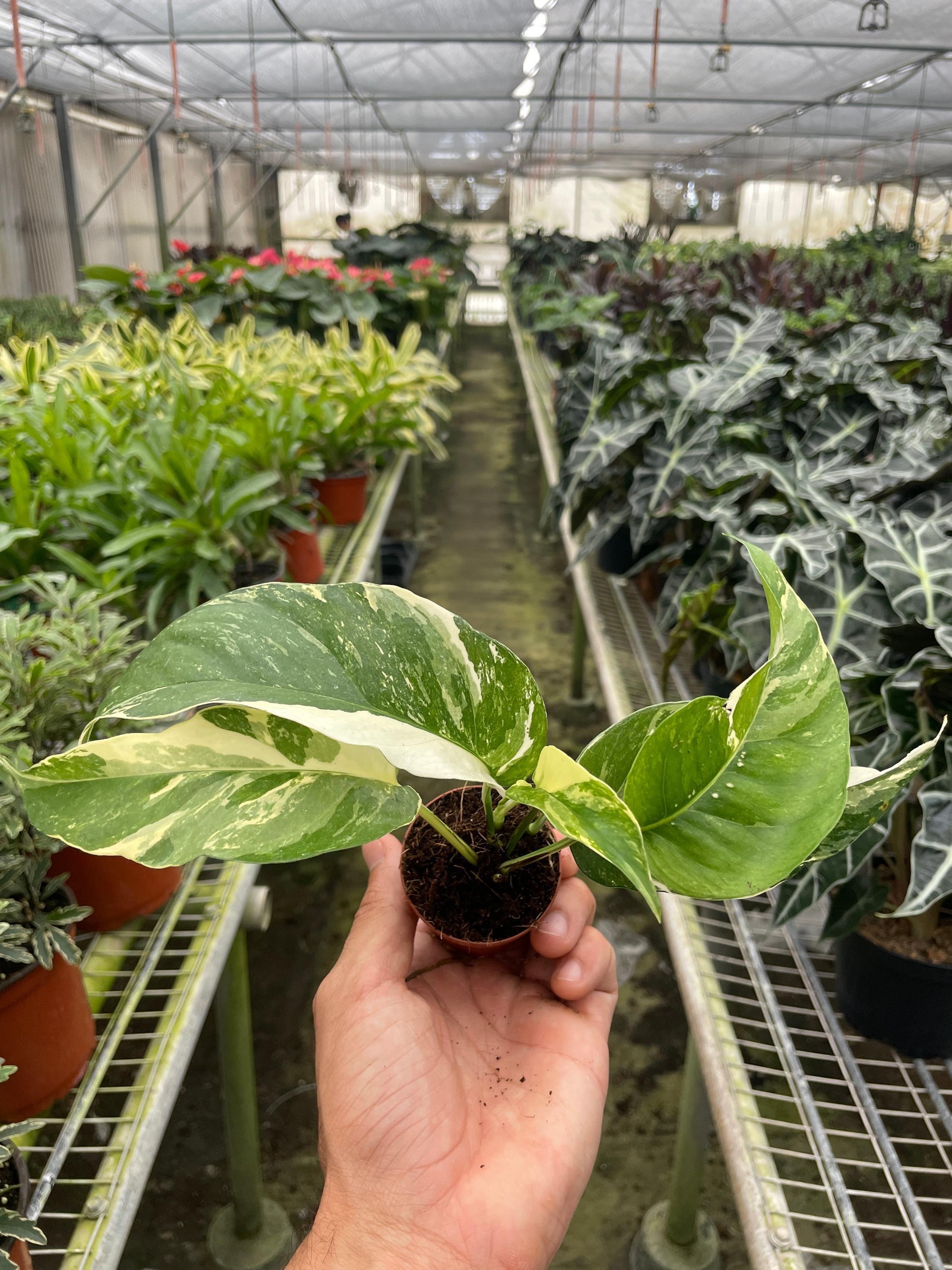 Epipremnum Pinnatum 'Albo-Variegata' 2" Pot Austin Jungle Co.