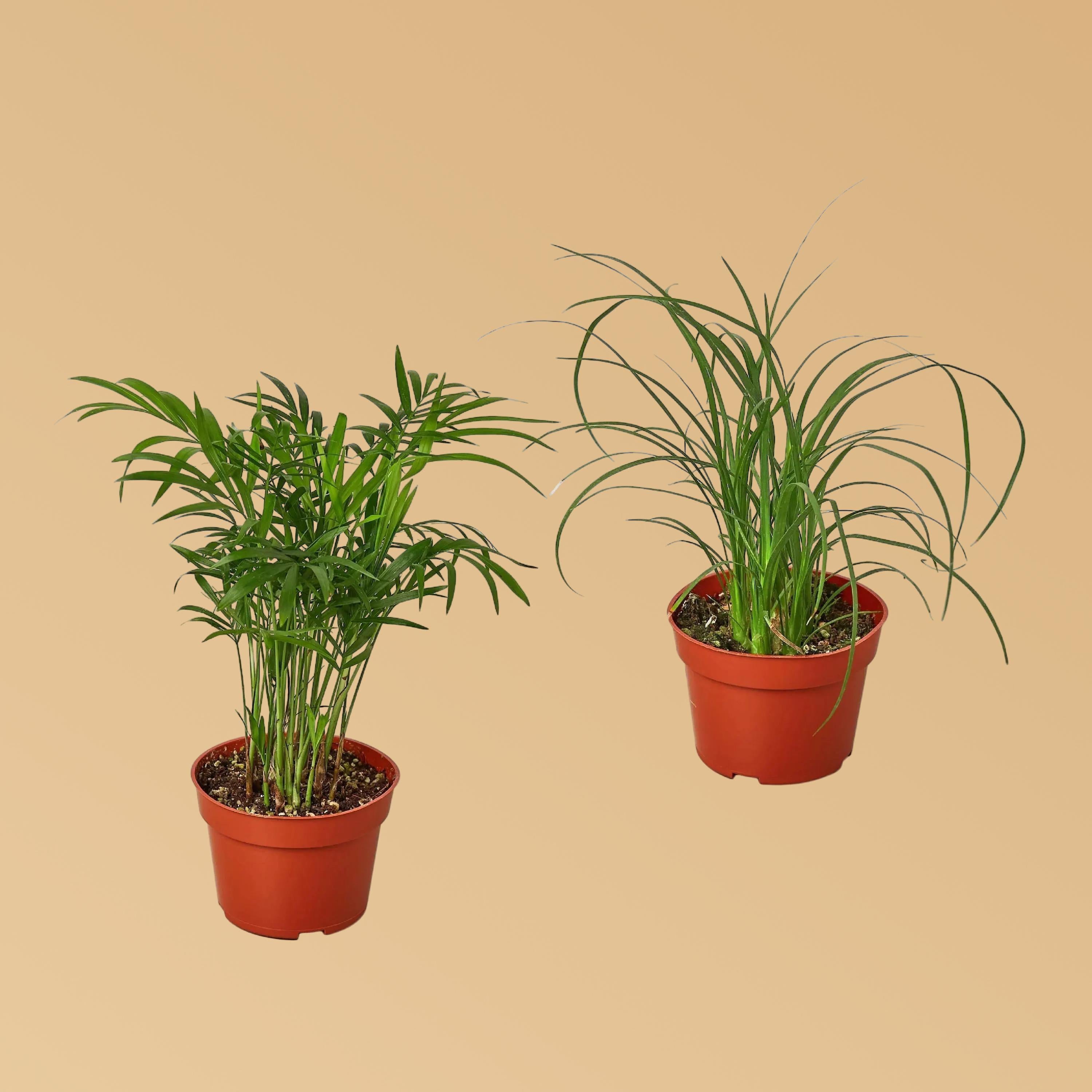 2 Palm Variety Pack - 4" Pots 4" Plant (2pk/$2) ($10 Ship/31oz) 4" Pot Austin Jungle Co.