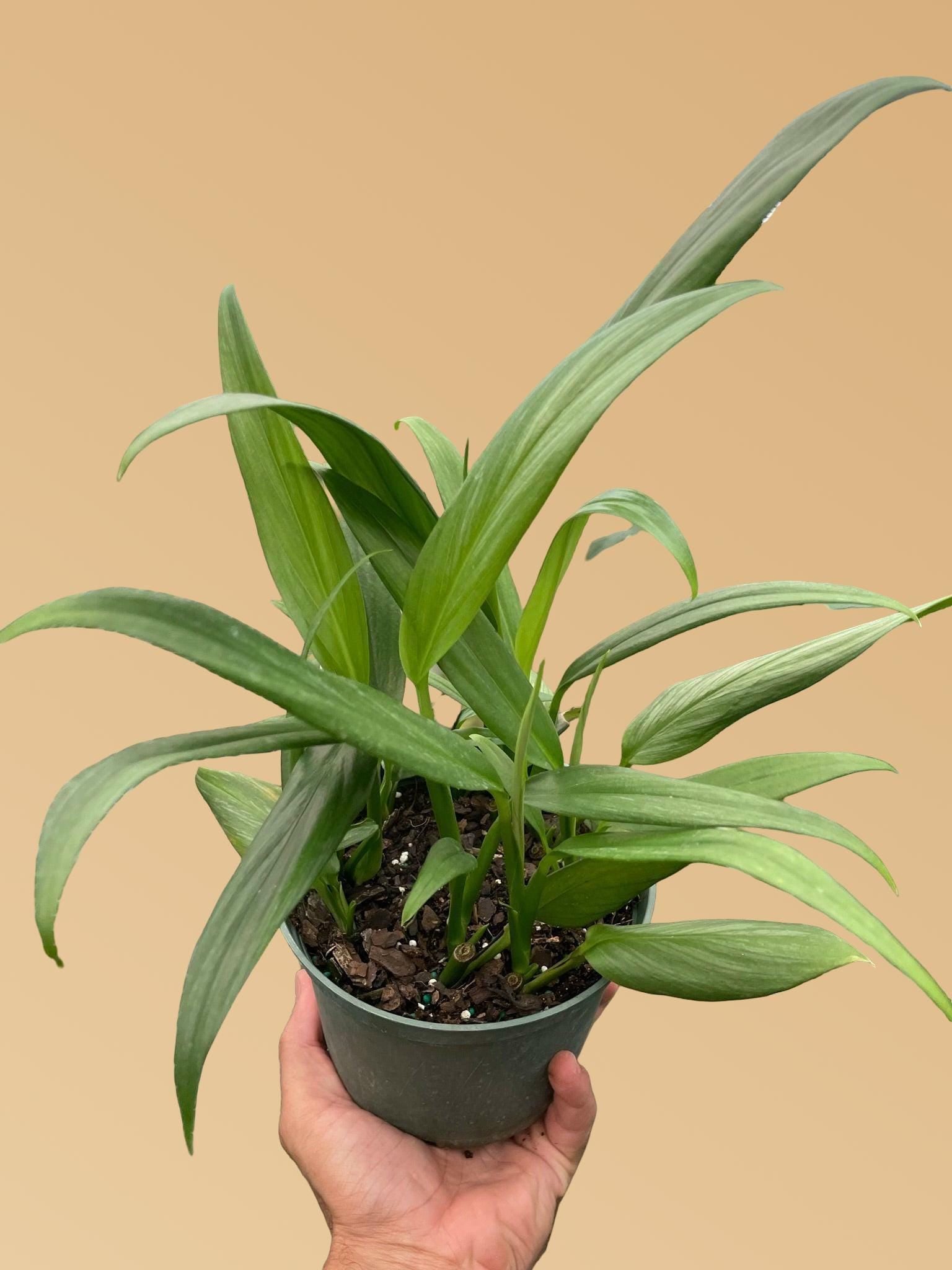 Pothos 'Silver Streak'