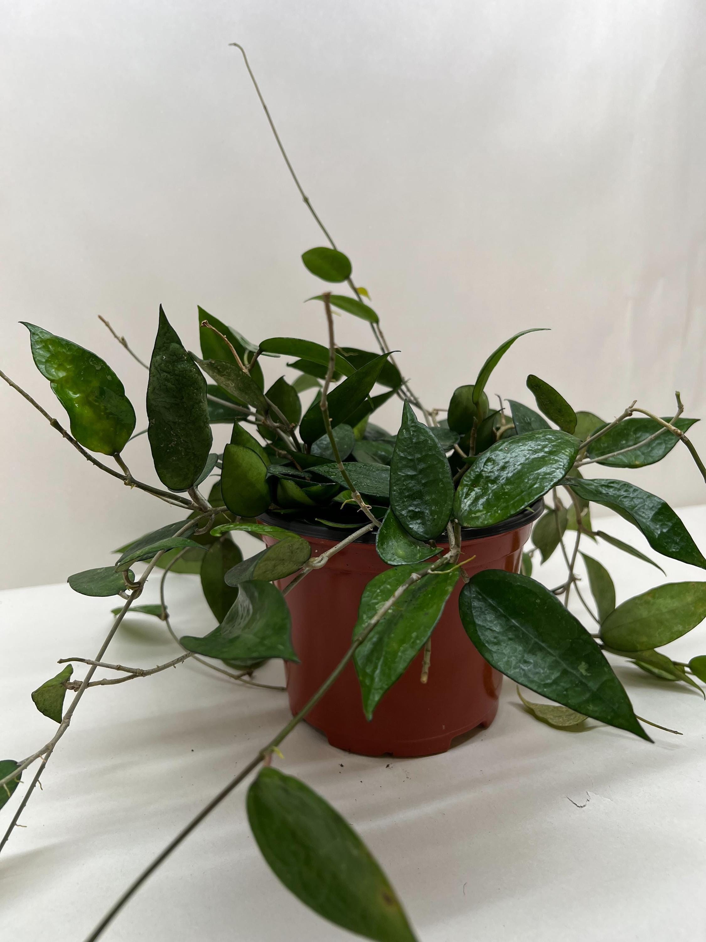 Hoya 'Black Margin' Indoor Plants 4" Pot Austin Jungle Co.