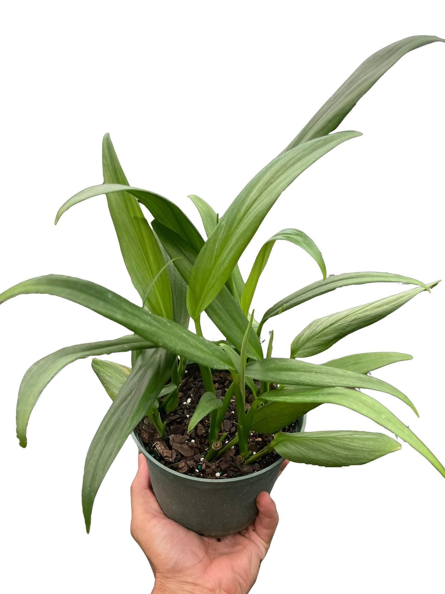 Pothos 'Silver Streak' 6" Pot Austin Jungle Co.