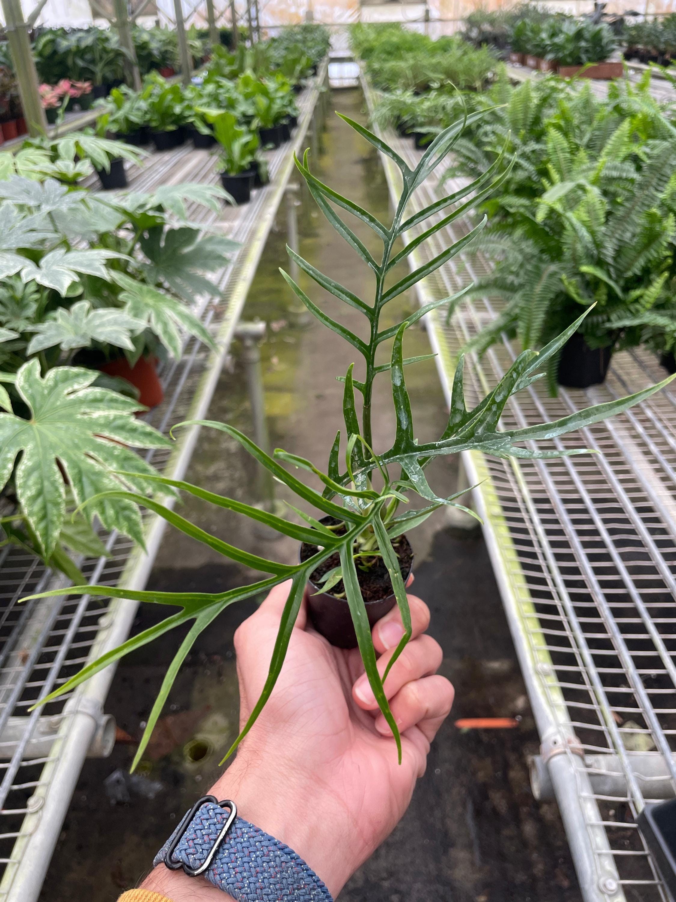 Philodendron 'Tortum' Indoor Plants 2" Pot Austin Jungle Co.