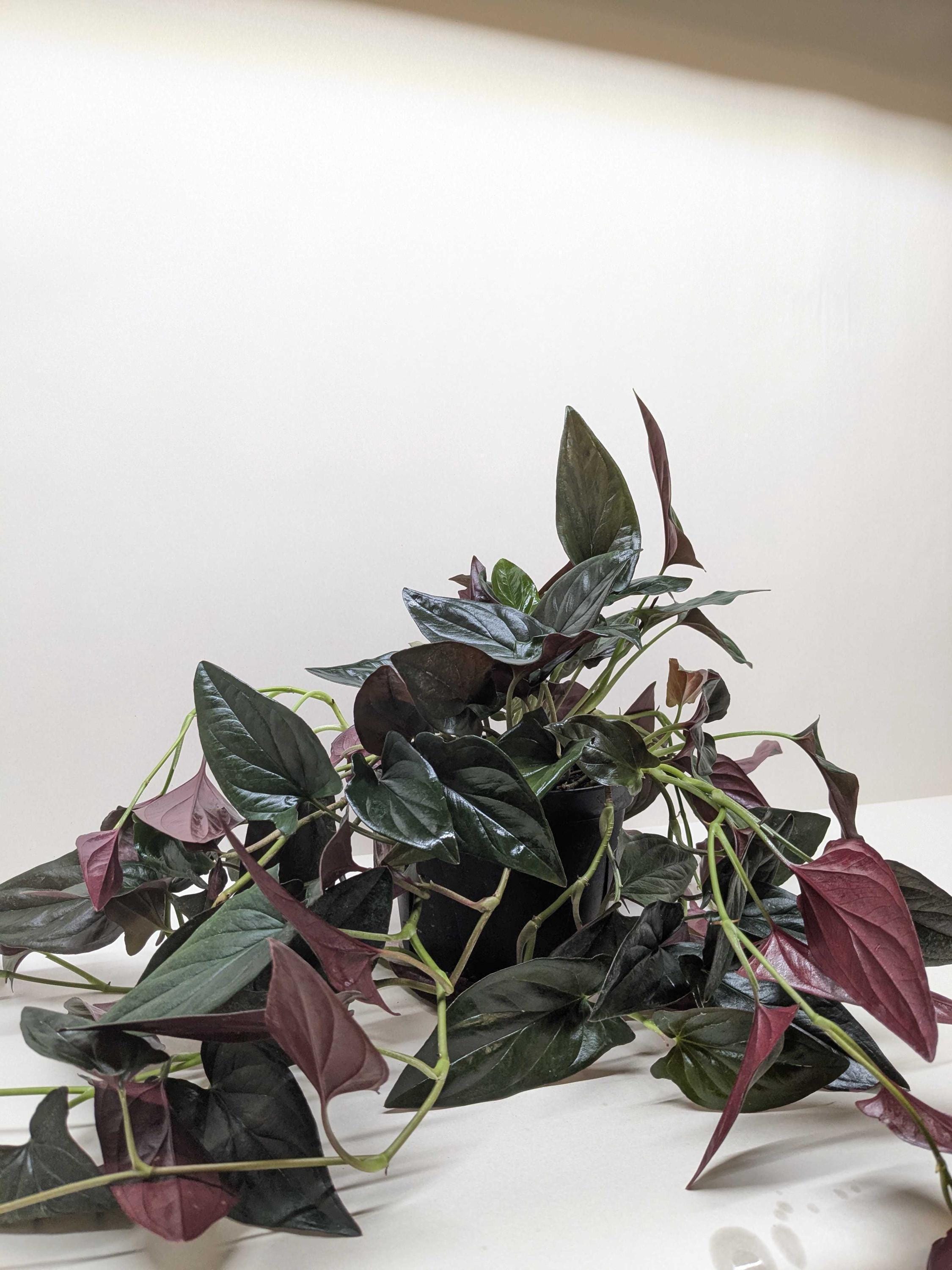 Syngonium 'Red Arrow' Indoor Plants 4" Pot Austin Jungle Co.