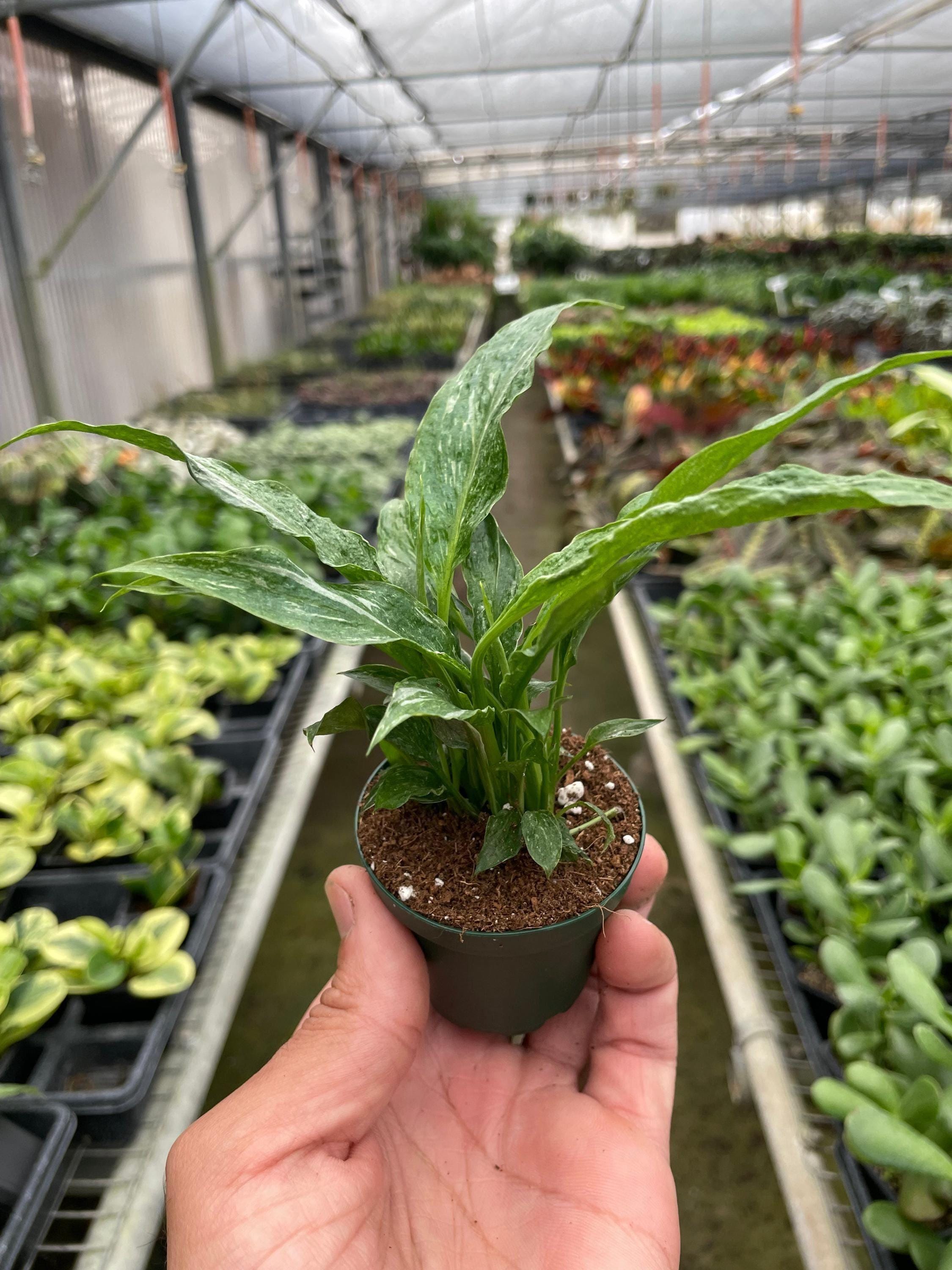 Variegated Spathiphyllum 'Domino' Default 2" Pot / Nursery Pot Austin Jungle Co.