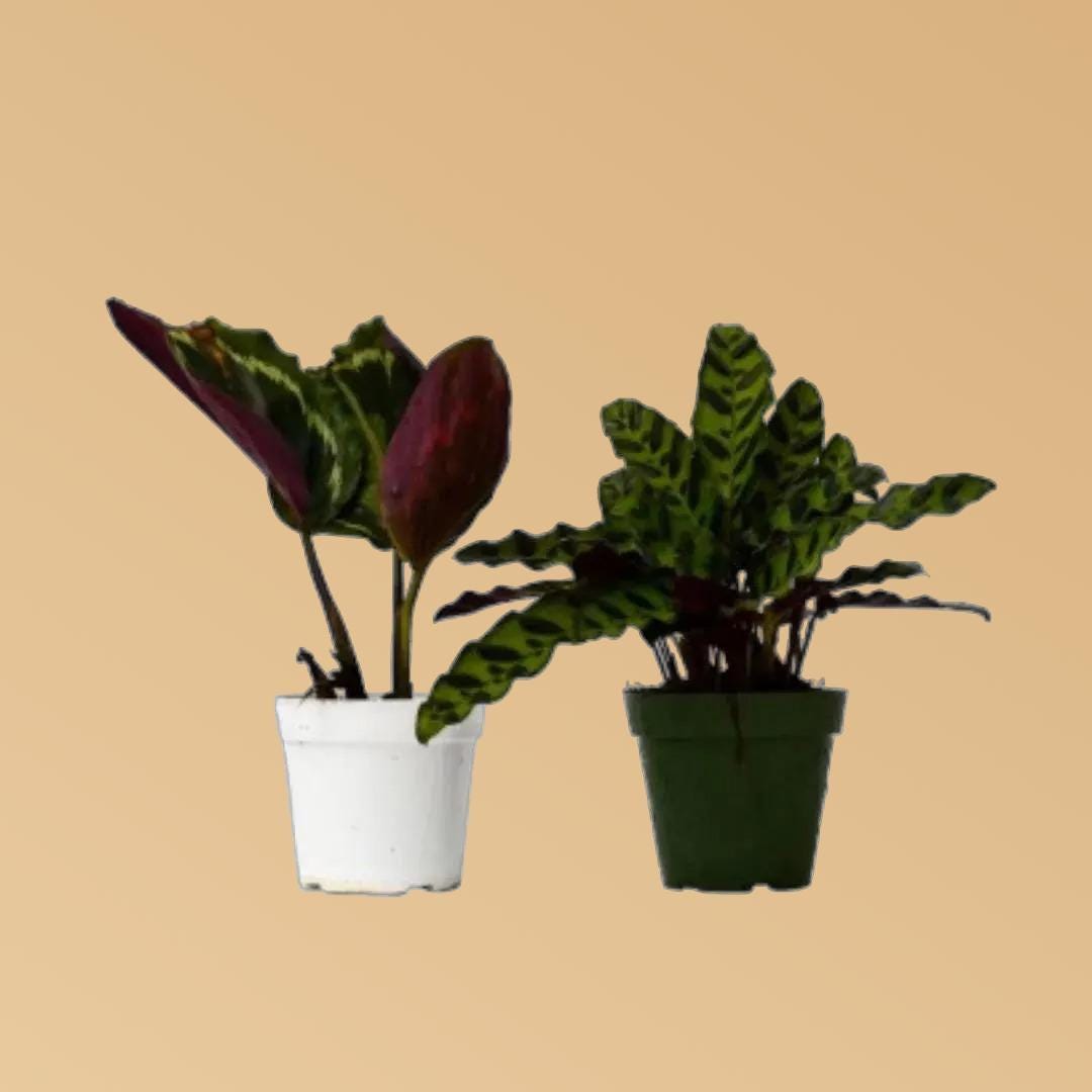 2 Calathea Plants Variety Pack in 4" Pots 4" Plant (2pk/$2) ($10 Ship/31oz) 4" Pot Austin Jungle Co.