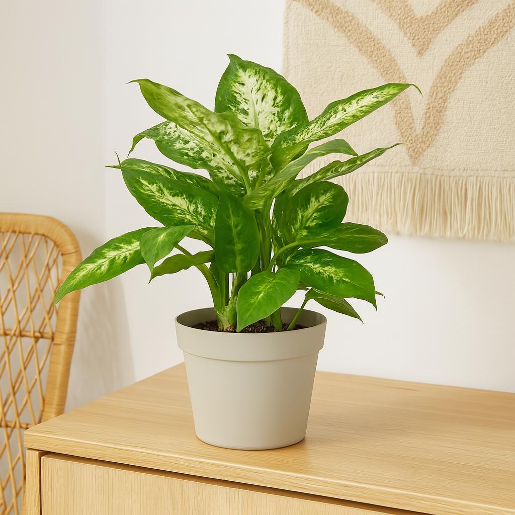 Dieffenbachia 'Tropic Snow'