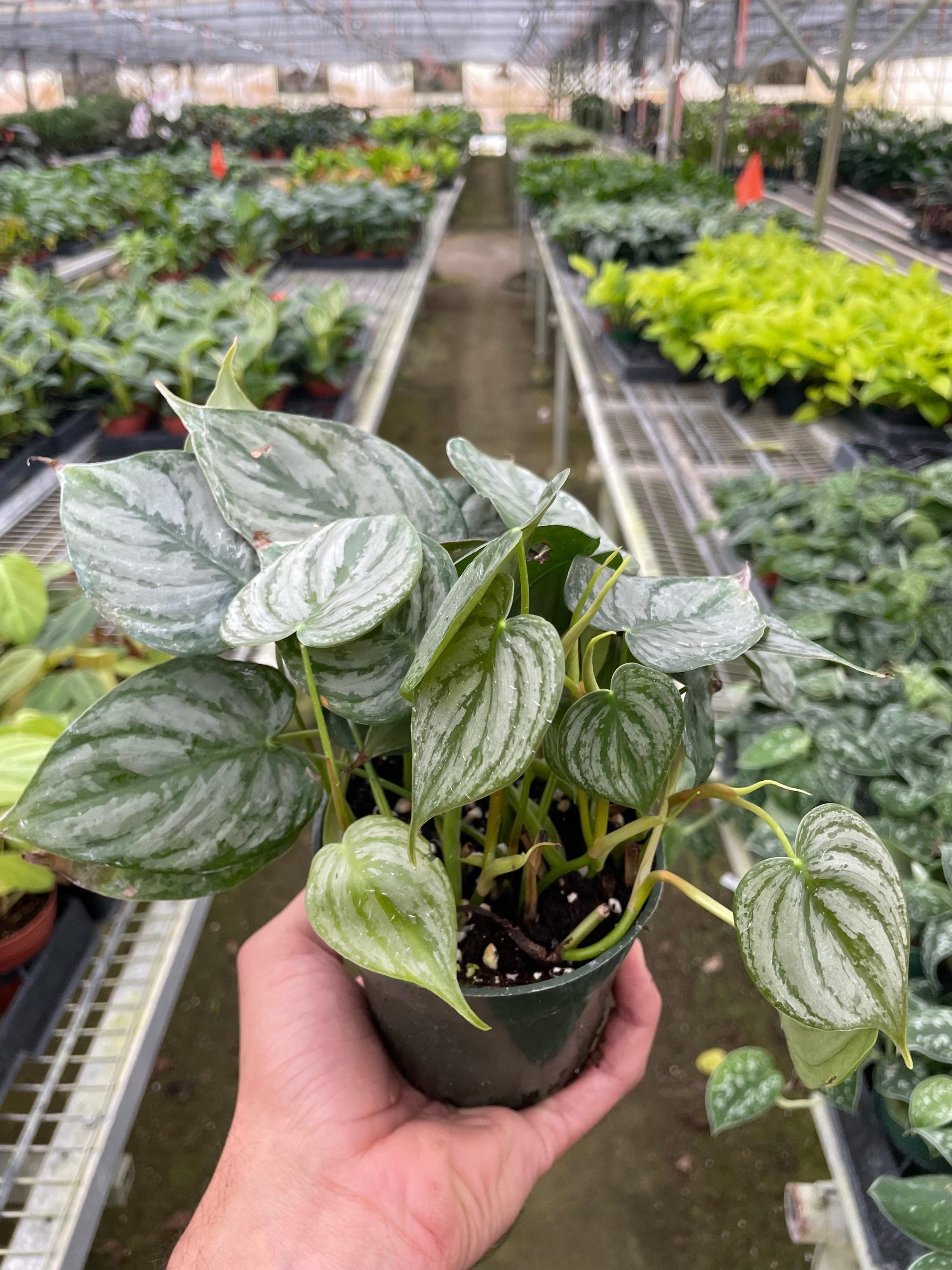 Philodendron 'Brandtianum' Indoor Plants 4" Pot Austin Jungle Co.