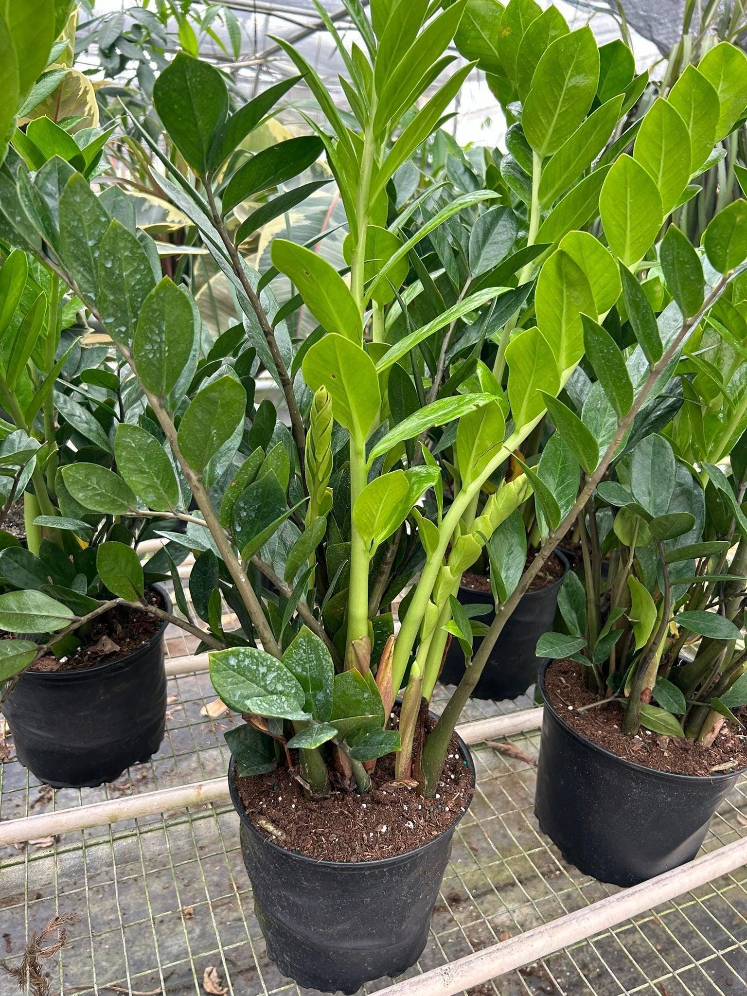 Zamioculcas Zamiifolia ZZ Indoor Plants 8" Pot / Nursery Pot Austin Jungle Co.