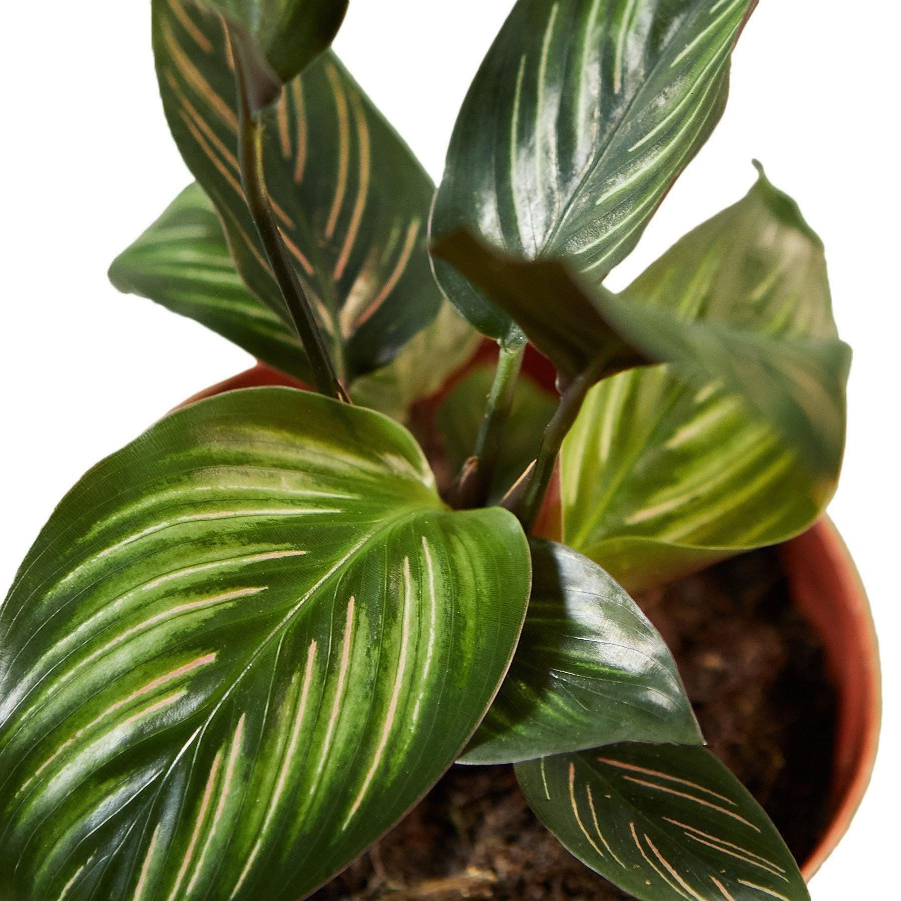 Calathea 'Beauty Star' Indoor Plants 4" Pot Austin Jungle Co.