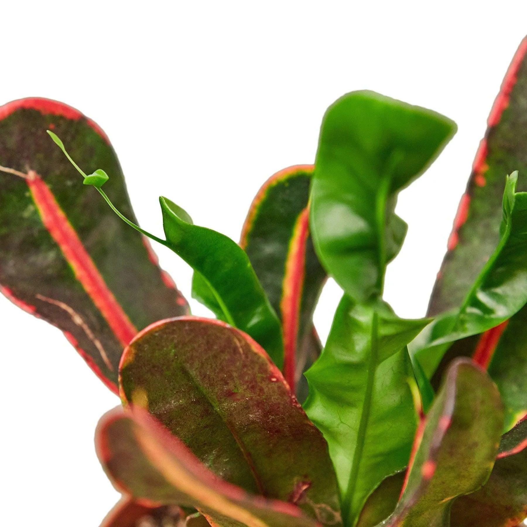 Croton 'Mammy' Indoor Plants 3" Pot Austin Jungle Co.