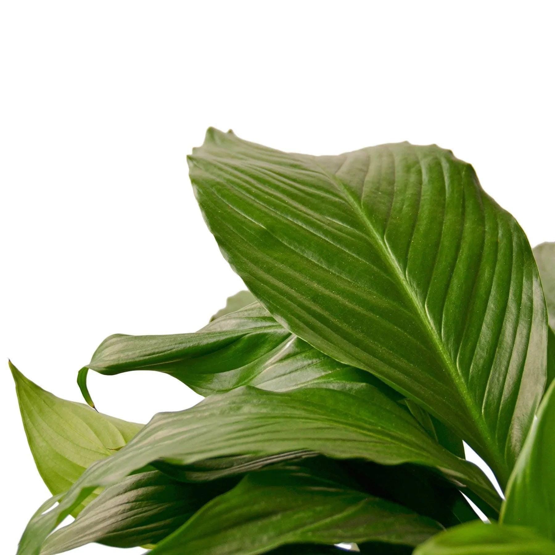 Spathiphyllum 'Peace Lily' Indoor Plants 3" Pot Austin Jungle Co.