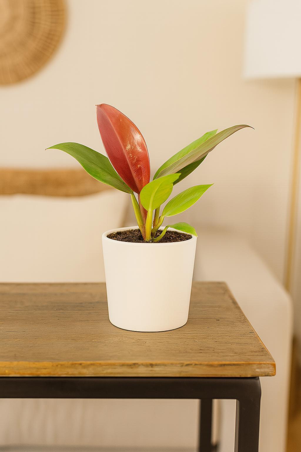 Philodendron 'Sun Red' 4" Pot Austin Jungle Co.