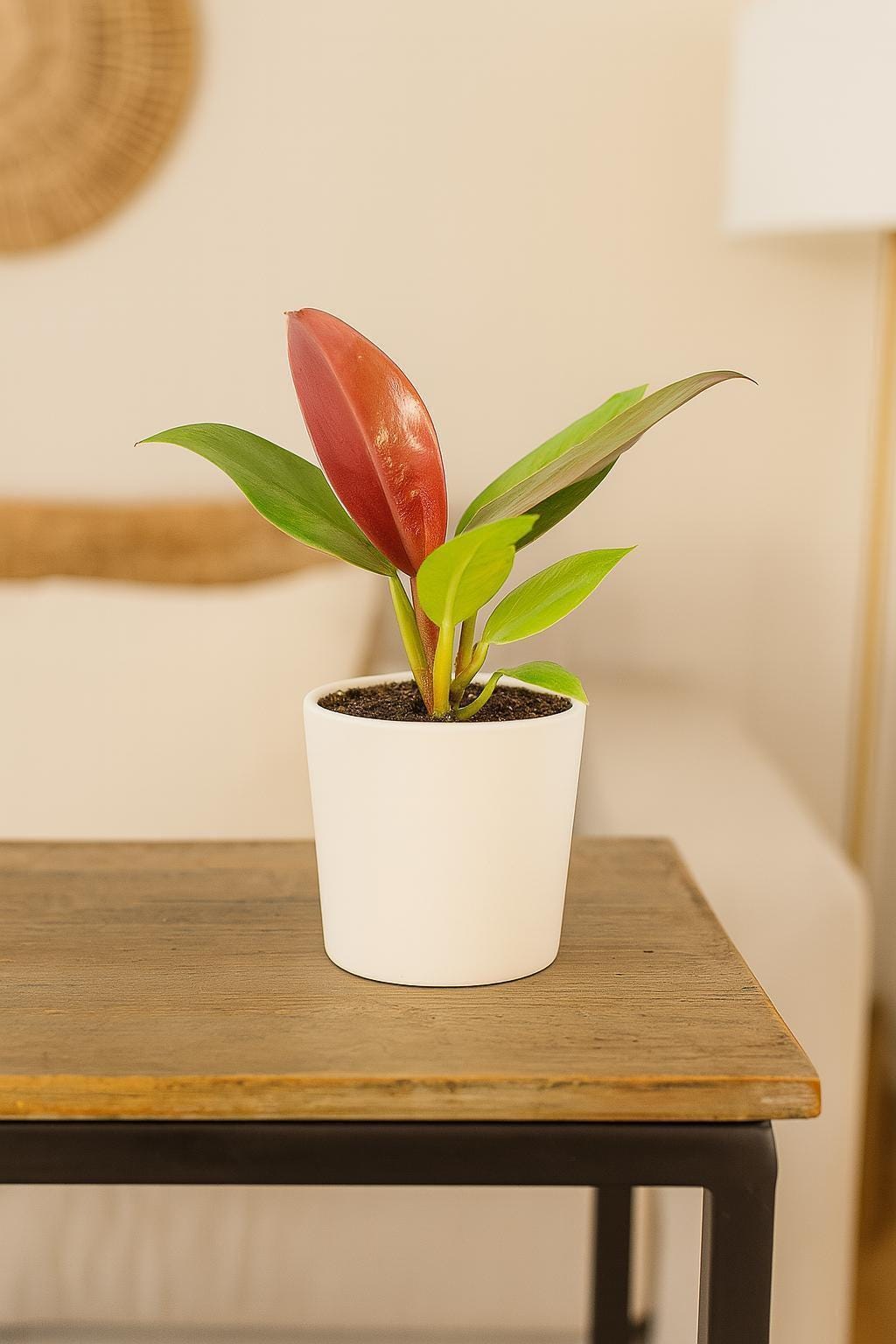 Philodendron 'Sun Red'