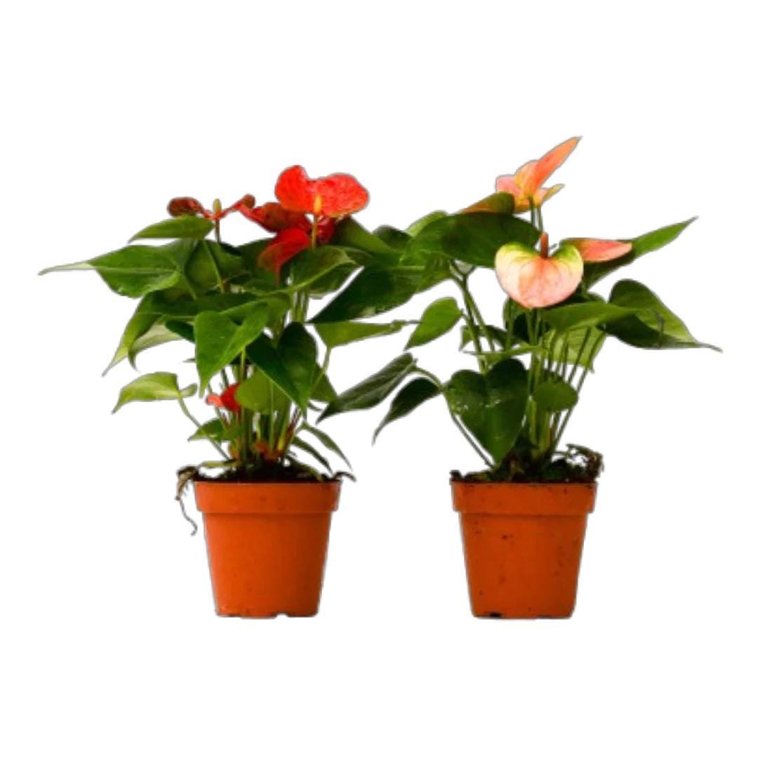 2 Anthurium Variety Pack - 4" Pots 4" Plant (2pk/$3.5) ($10 Ship/31oz) 4" Pot Austin Jungle Co.