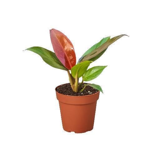 Philodendron 'Sun Red' 4" Pot Austin Jungle Co.