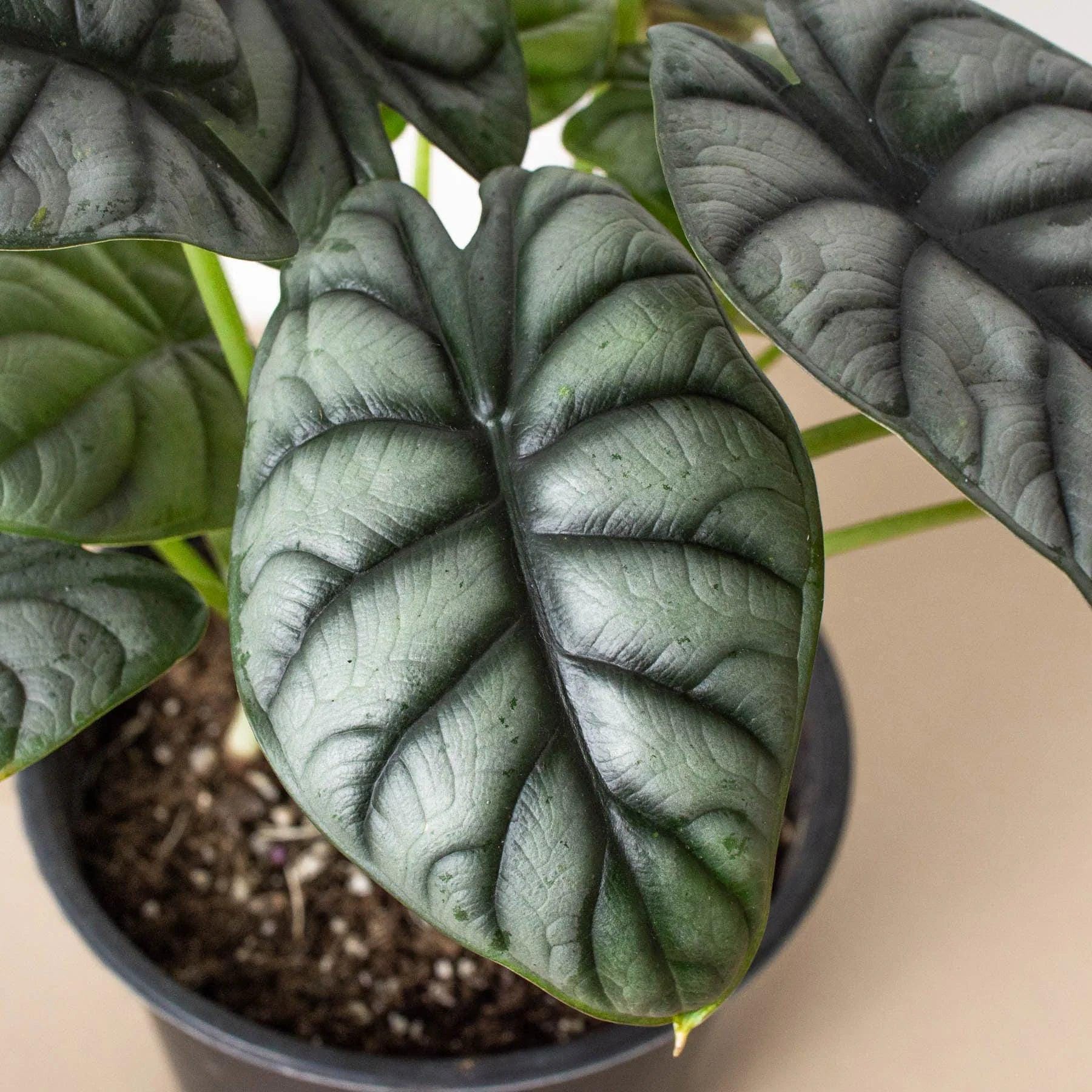 Alocasia Silver Dragon Indoor Plants 4" Pot Austin Jungle Co.